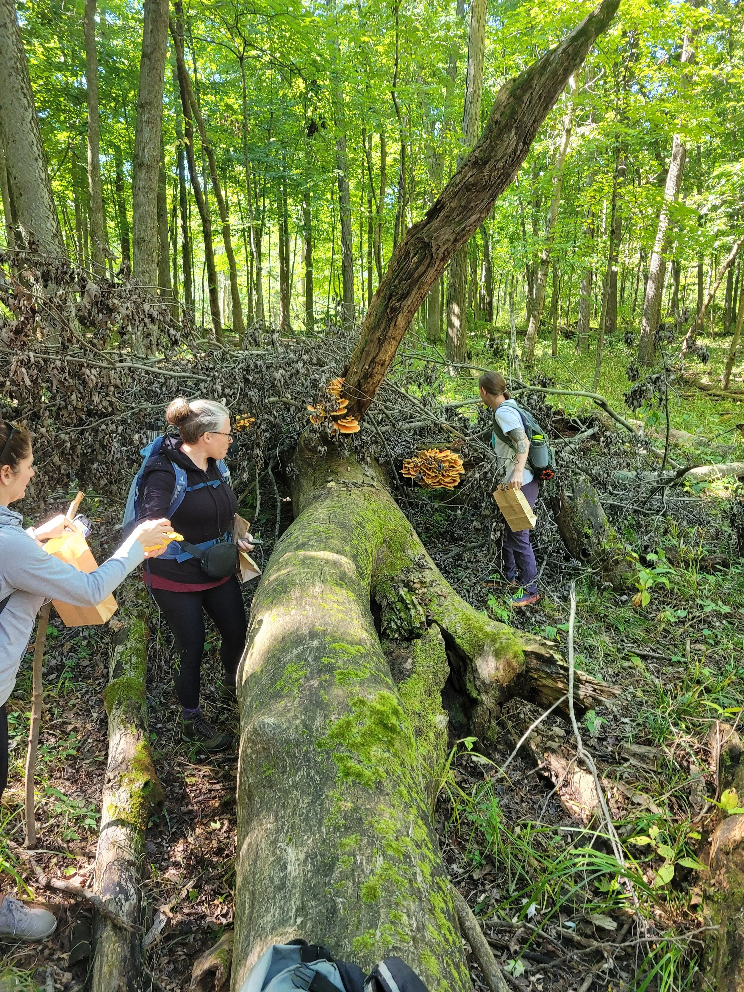 Foraging class for two — Spicebush Woodcraft and Foraging