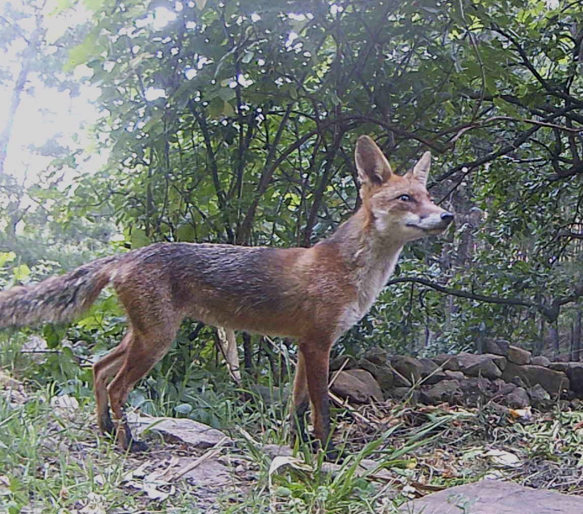 renard+juillet+20+1+%281%29.jpg