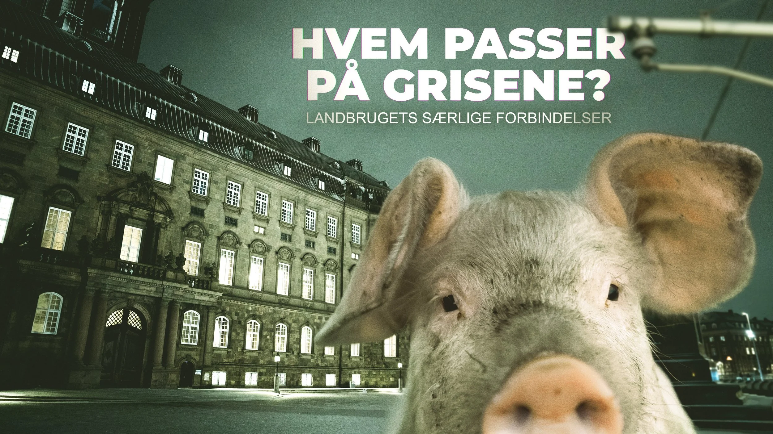 Hvem passer på grisene? 3
