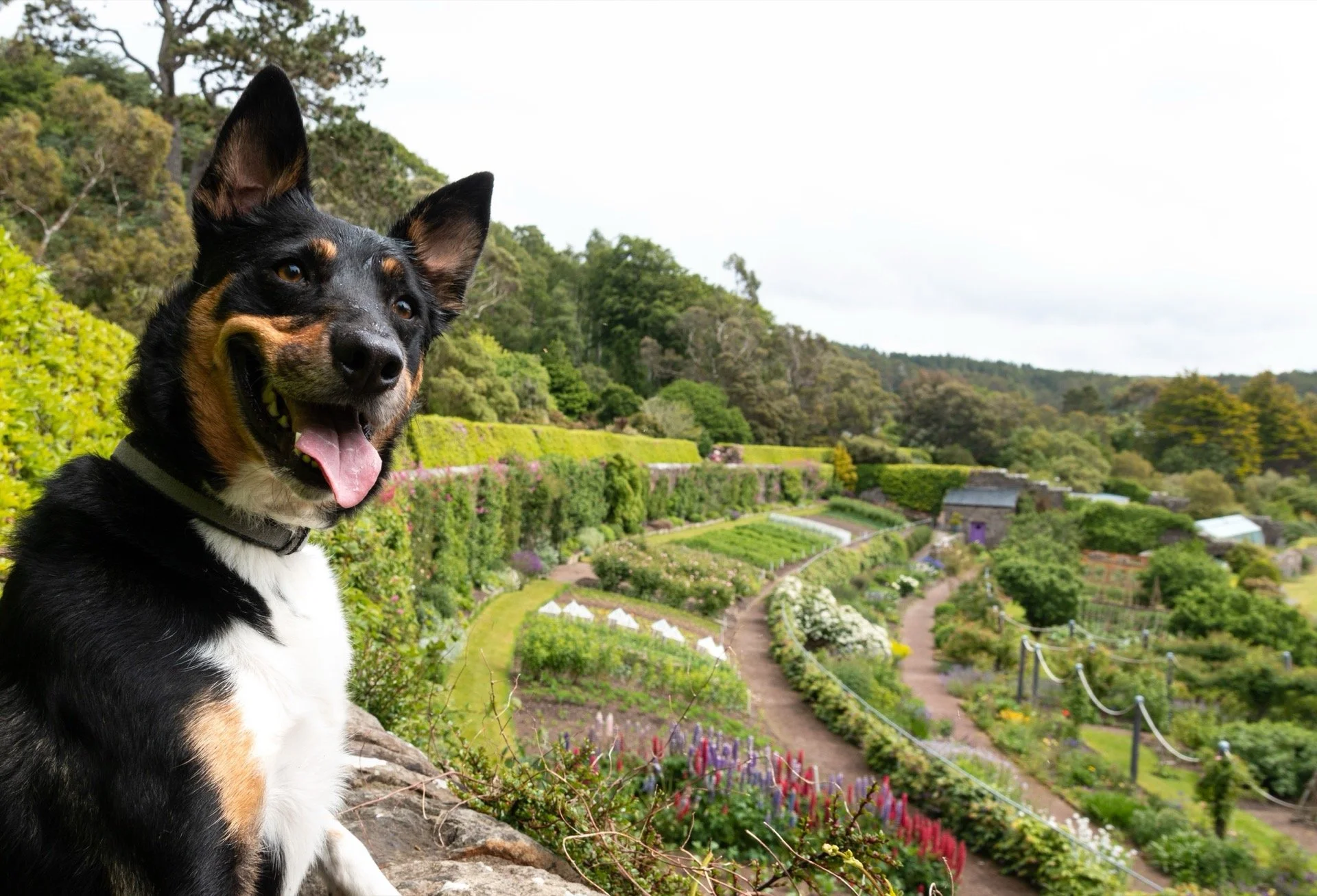 Inverewe-Family-DogWalledGarden.jpg