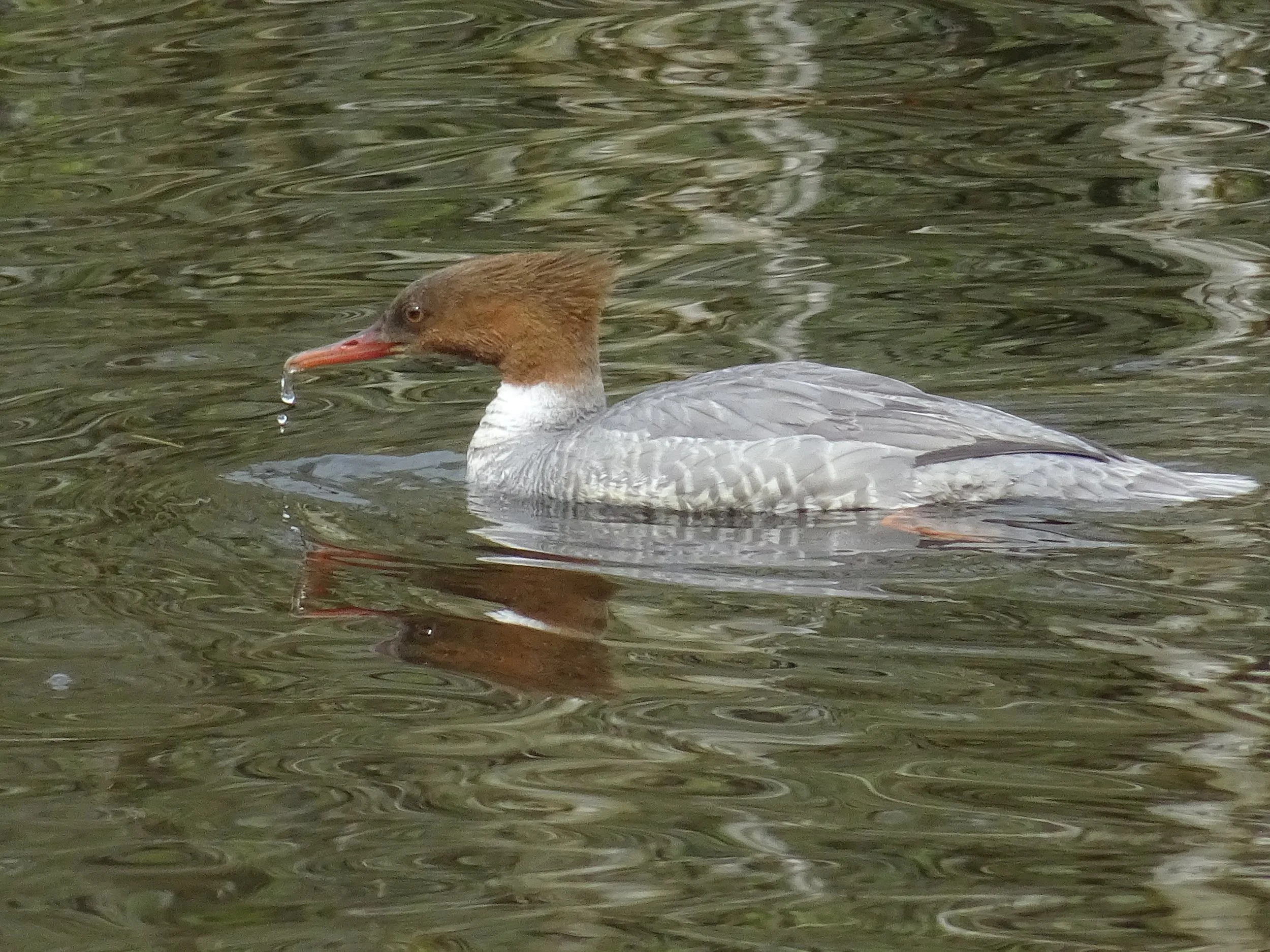 DSC03505.JPG
