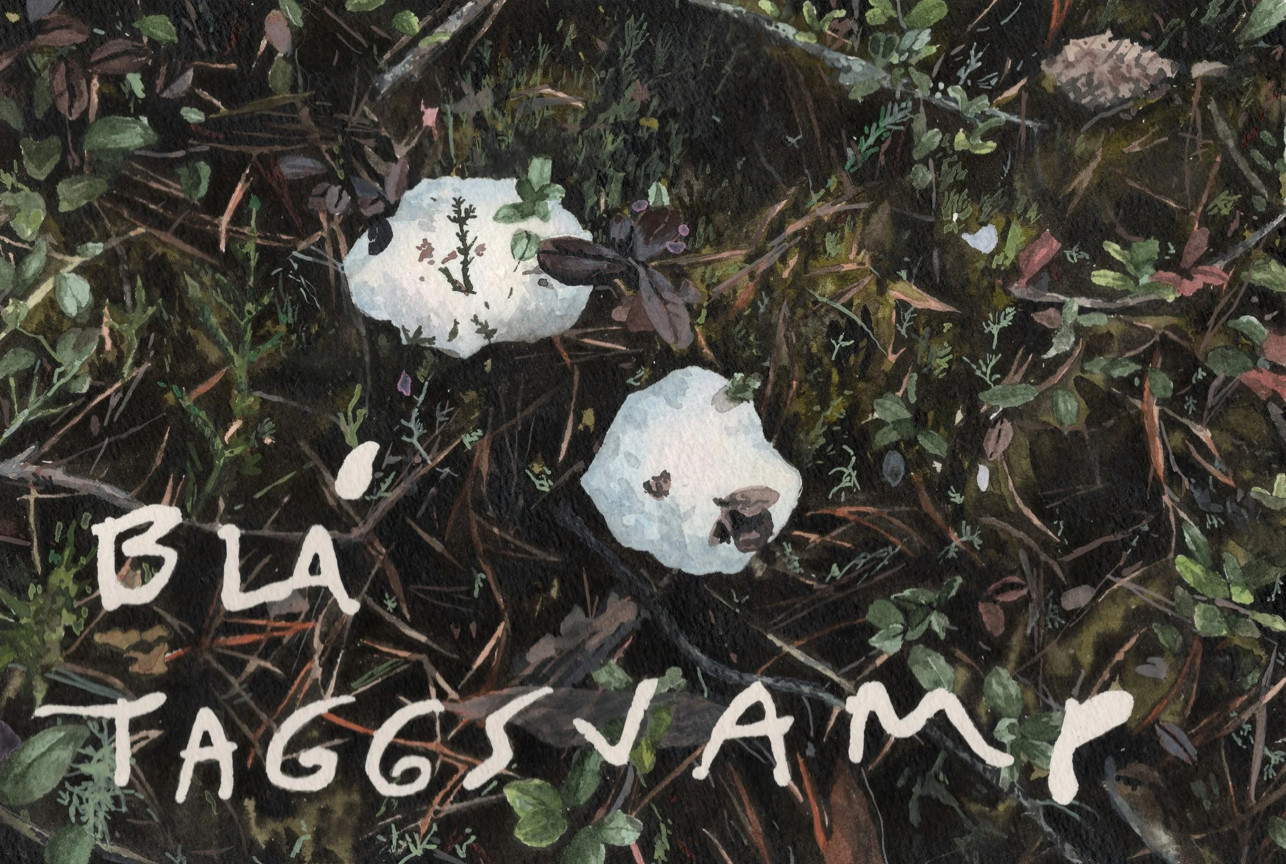 BLUE TOOTH/BLÅ TAGGSVAMP - 2024 watercolor 20x30 cm