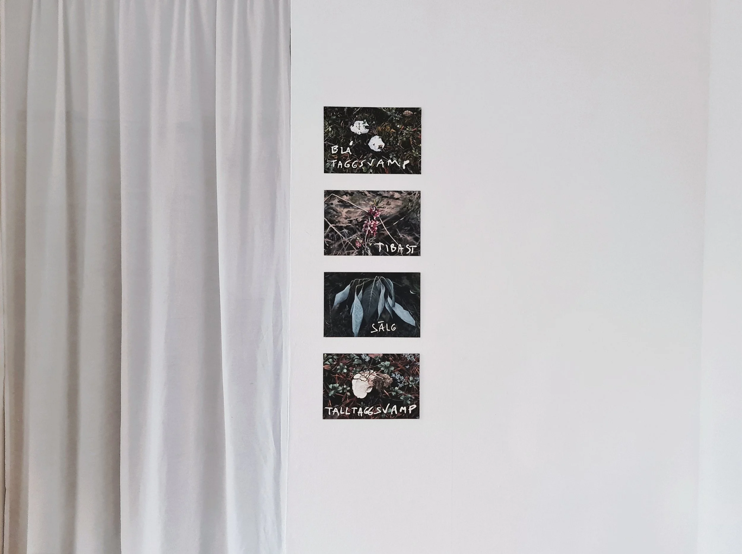 SPECIES PAINTINGS/ARTMÅLNINGAR (INSTALLATION VIEW) - 2024 watercolor 20x30 cm