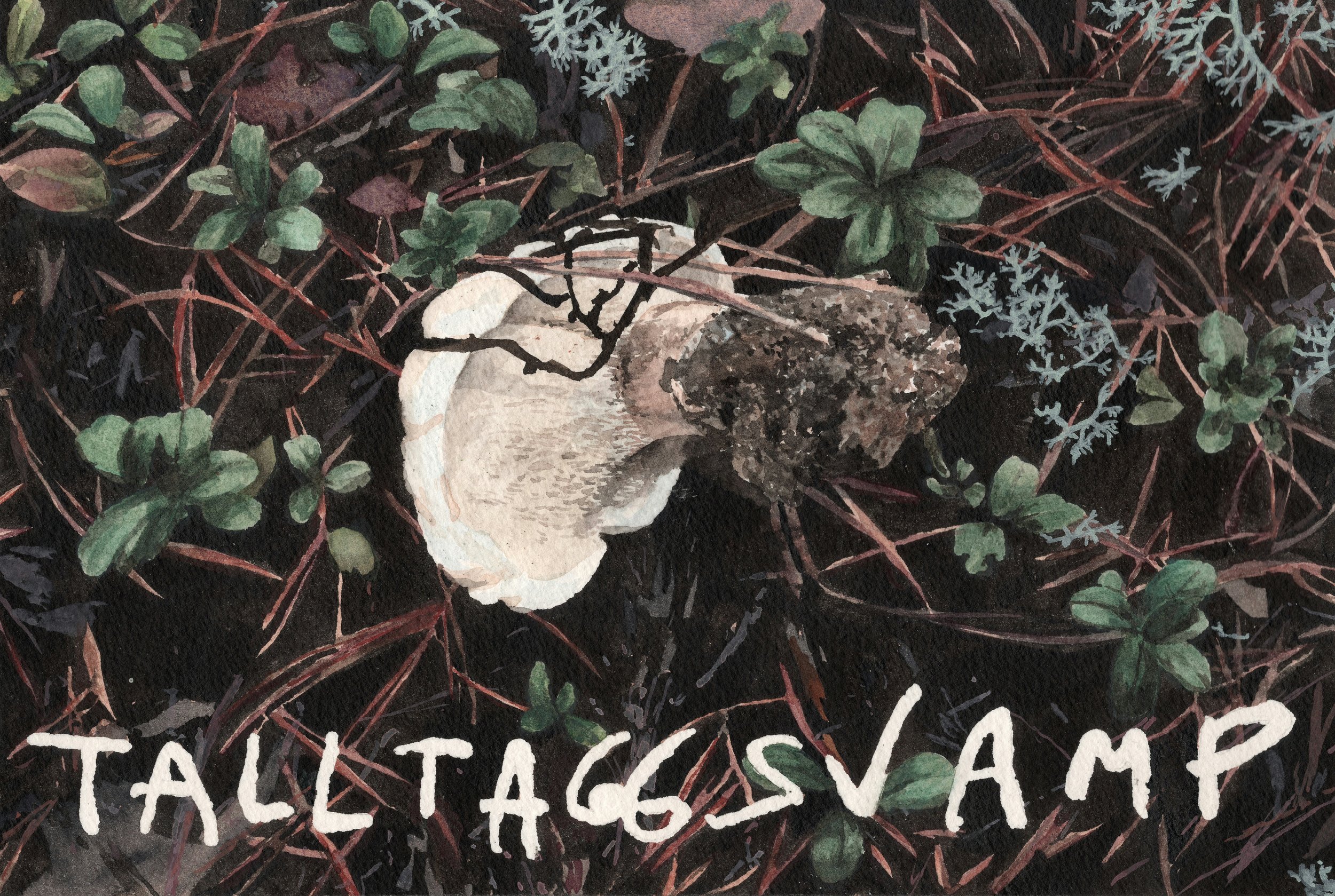 DRAB TOOTH/TALLTAGGSVAMP - 2024 watercolor 20x30 cm