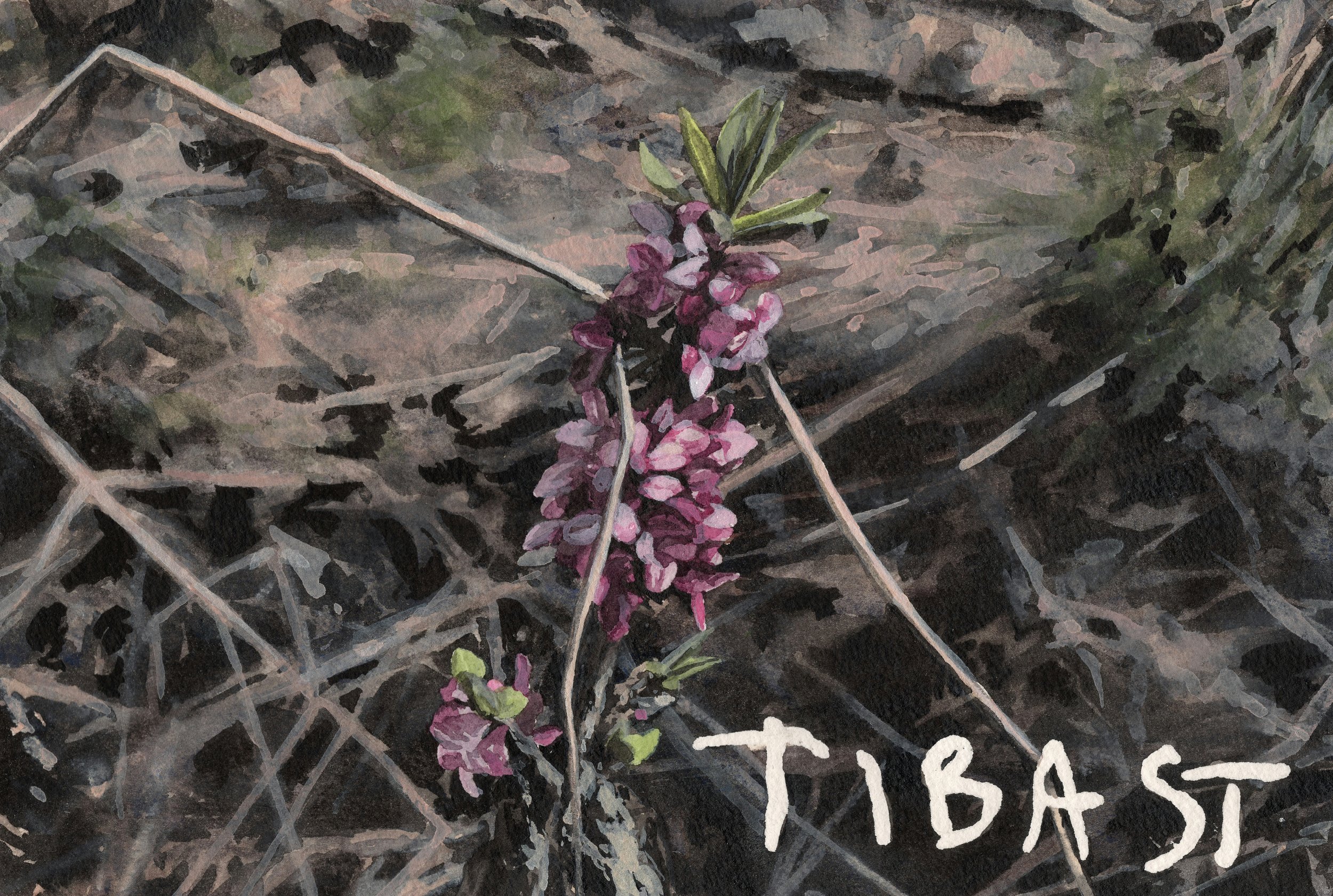 DAPHNE MEZEREUM/TIBAST - 2024 watercolor 2024