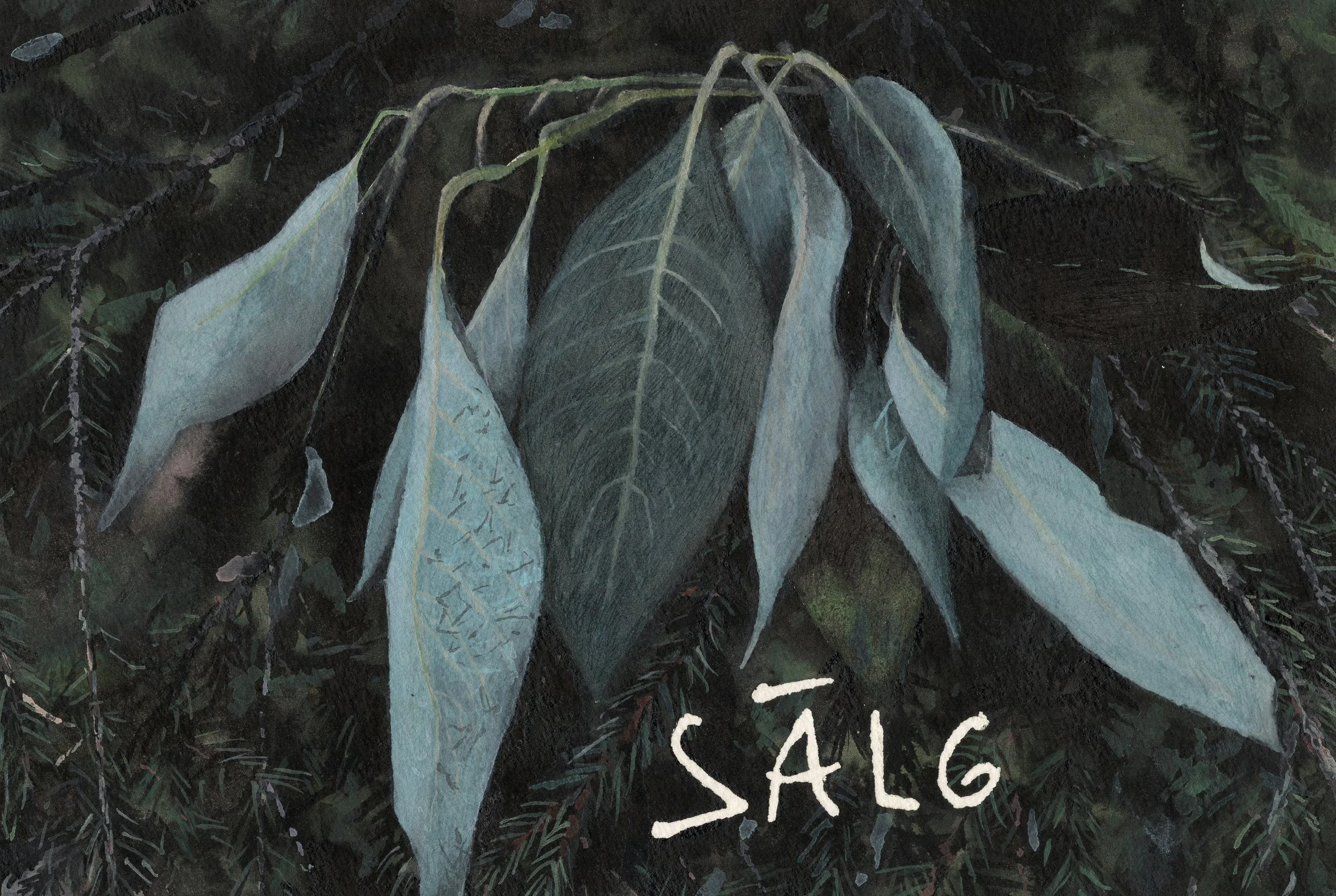 SALLOW/SÄLG - 2024 watercolor 20x30 cm