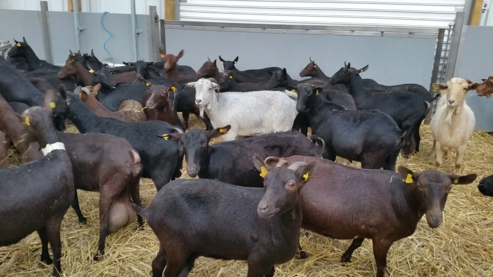 Irish Goats for Sale/ Export — Martin Morrissey Ltd