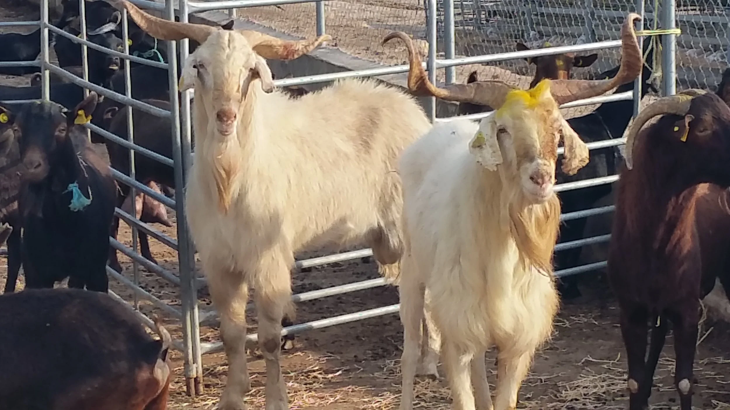Goat Direct Irish Goats for Sale/ Export — Martin Morrissey Ltd
