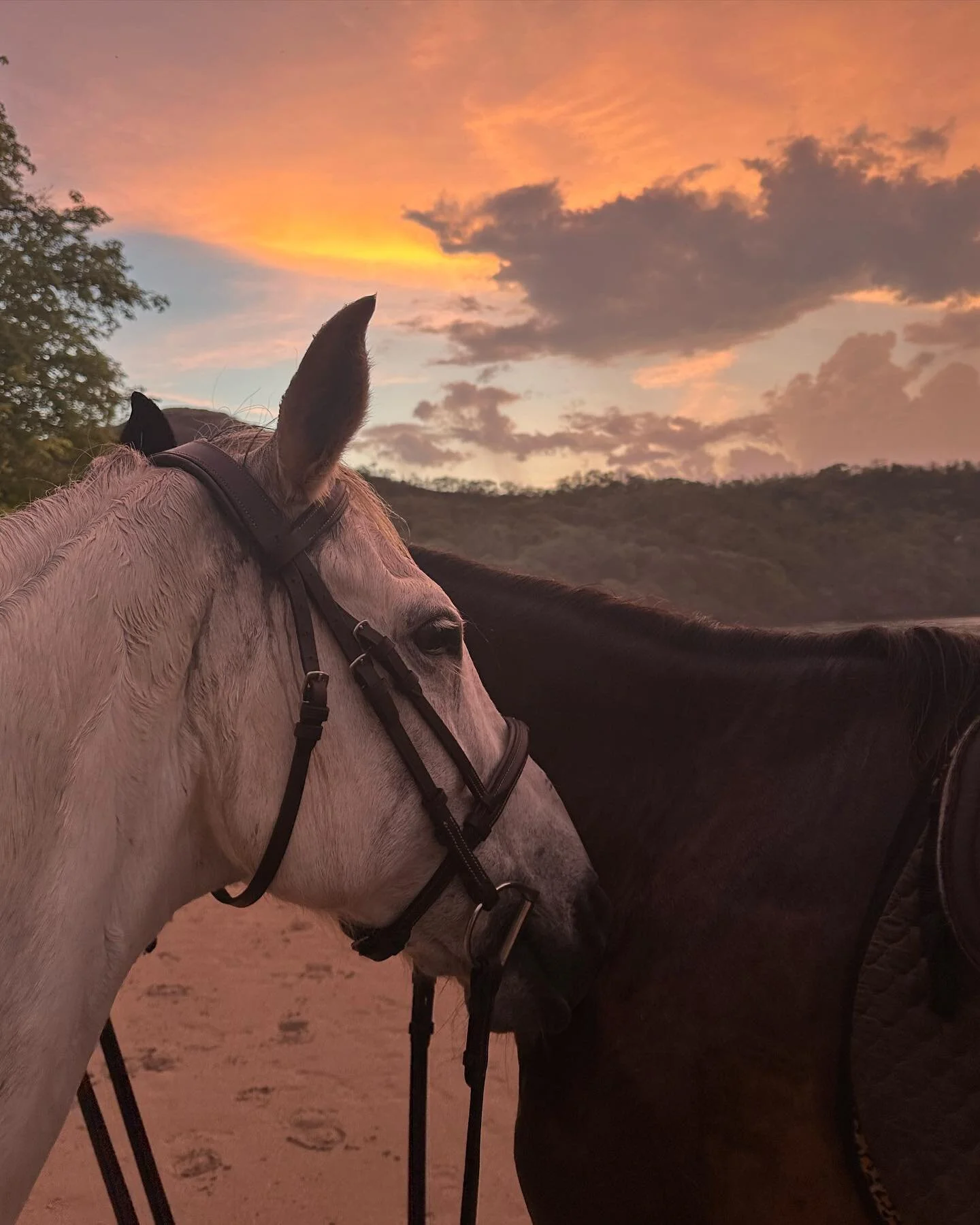 We have exciting news! Our beautiful little pony Bella is expecting a baby in 3-4 months 🥳👏 looking forward to having a little one (apparently a mule!!) as part of our herd 🤍