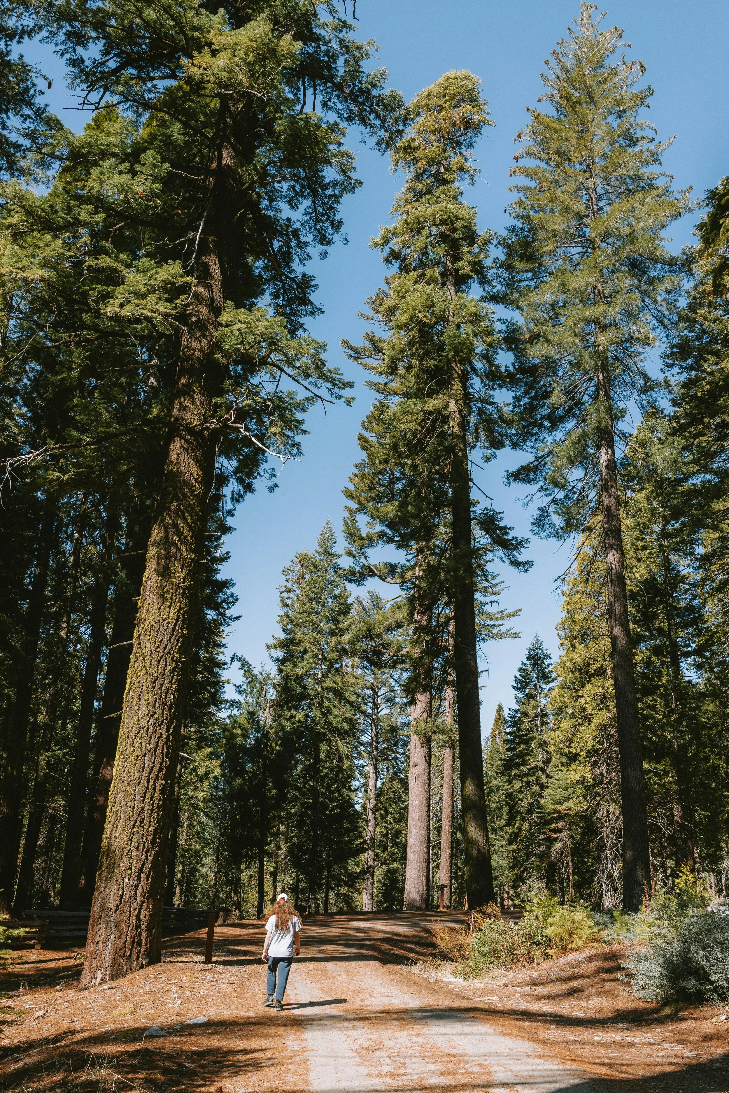 Healing From the Family Scapegoat Role and Learning to Trust Yourself