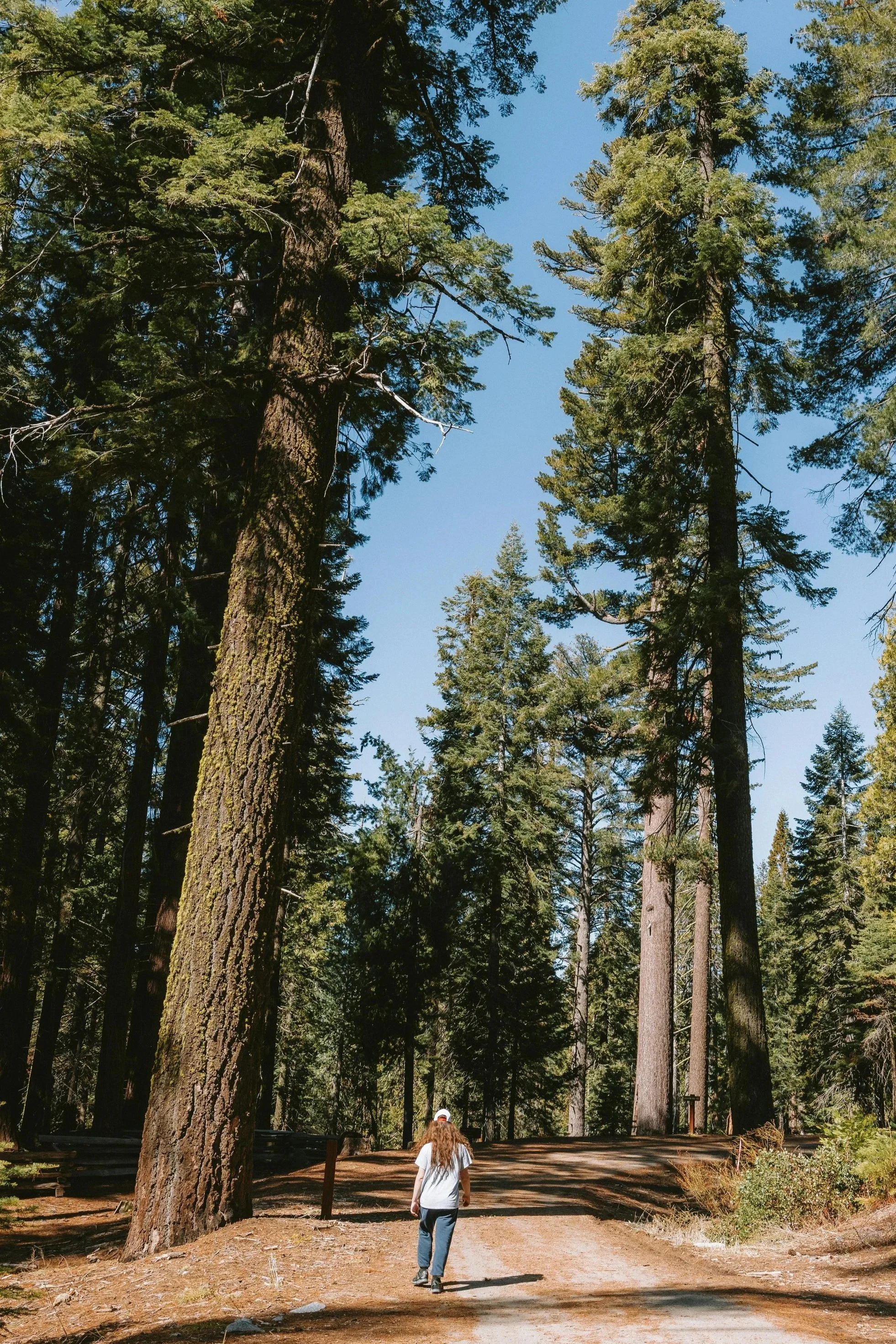 A person walking along a tree-lined path.