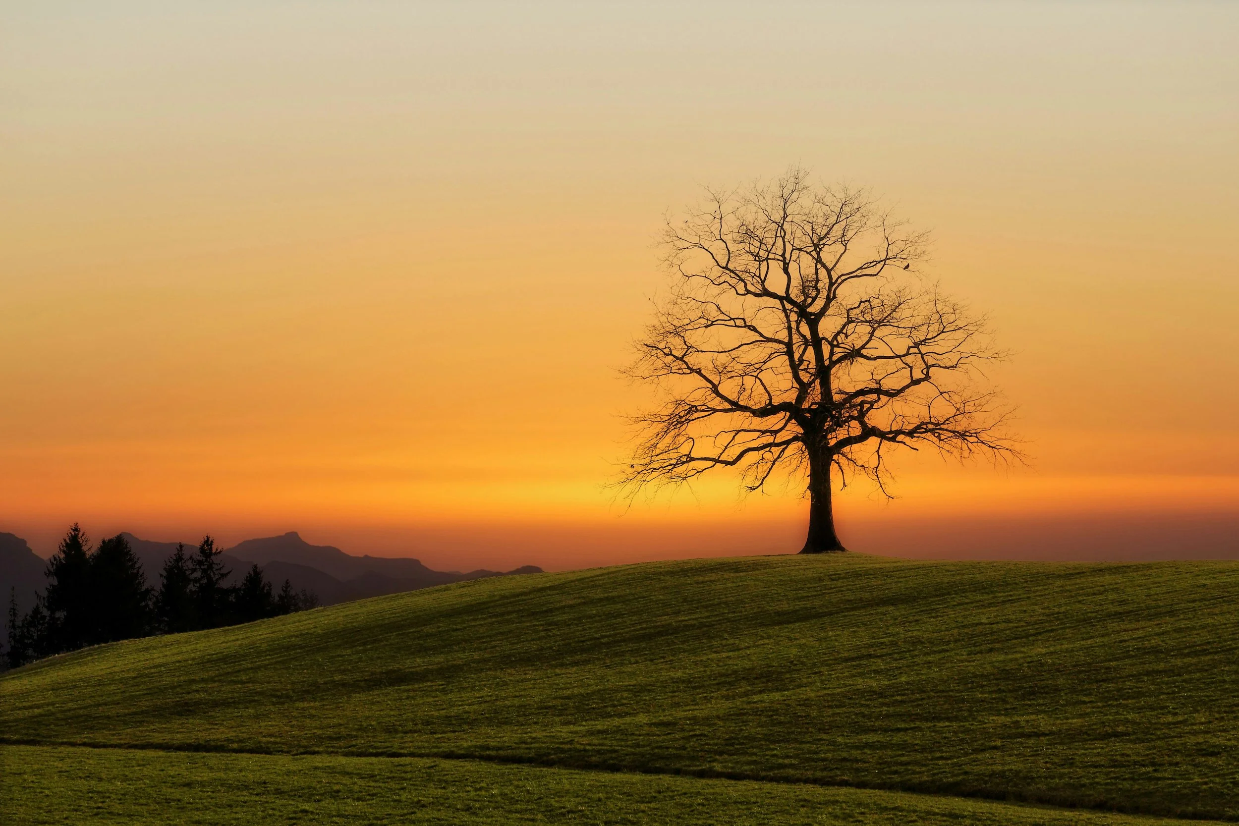 An image of a tree in a calm field to illustrate the peace that EMDR and Polyvagal Theory can offer in therapy.