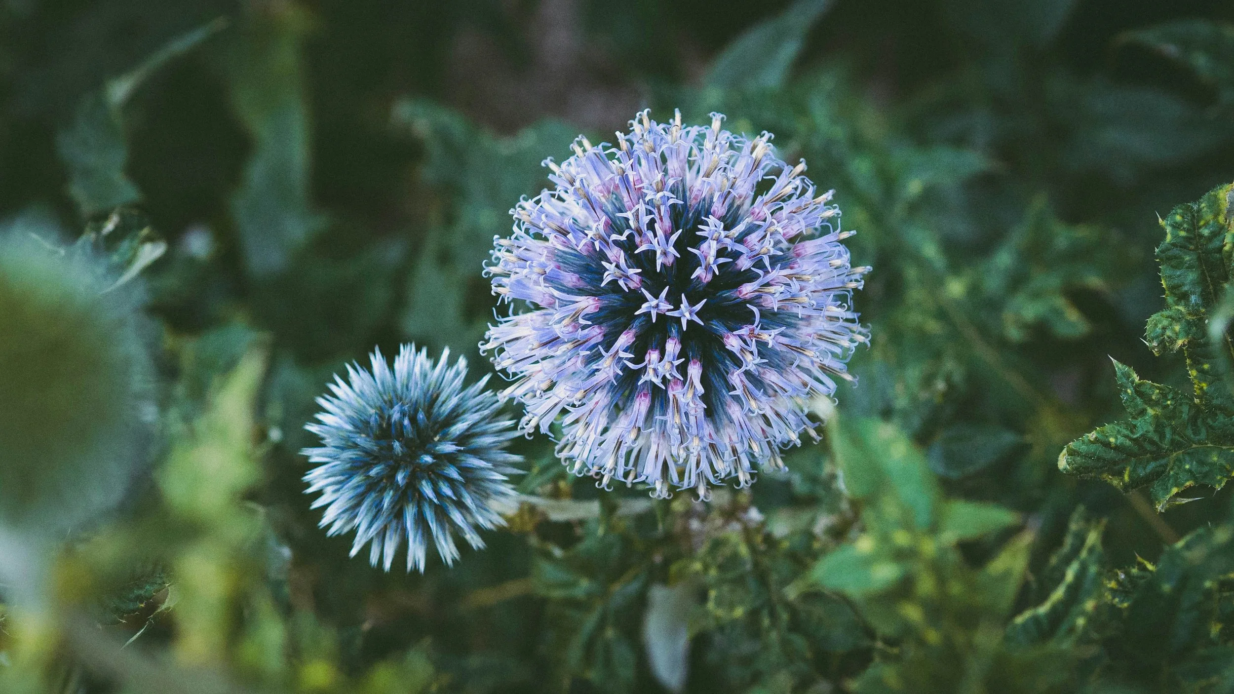 Image of two purple flowers to illustrate wholeness when completing the stress cycle.