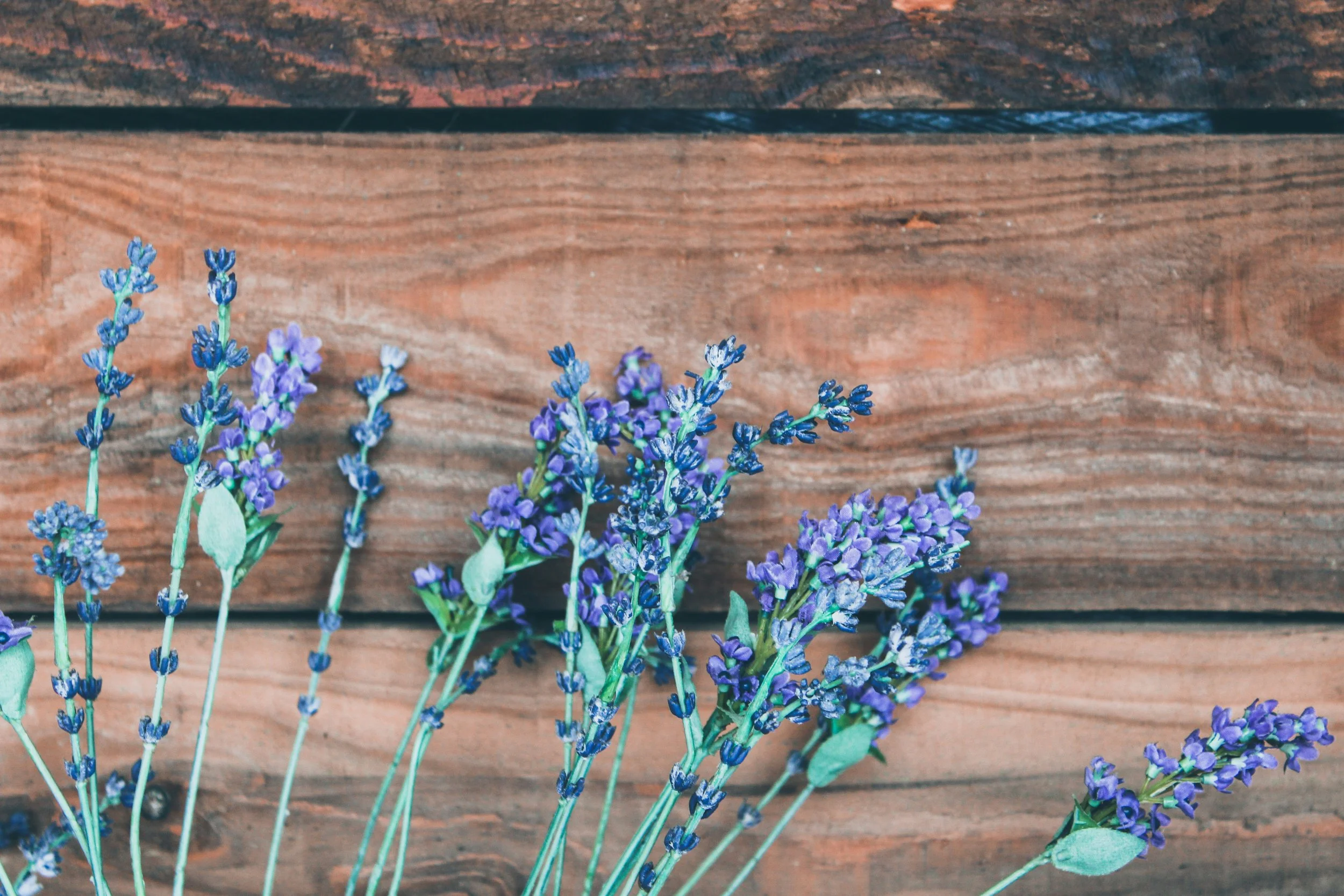 An image of lavender to illustrate the importance of sensory work with somatic trauma therapy and healing.