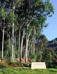 Telephone Pole Trail