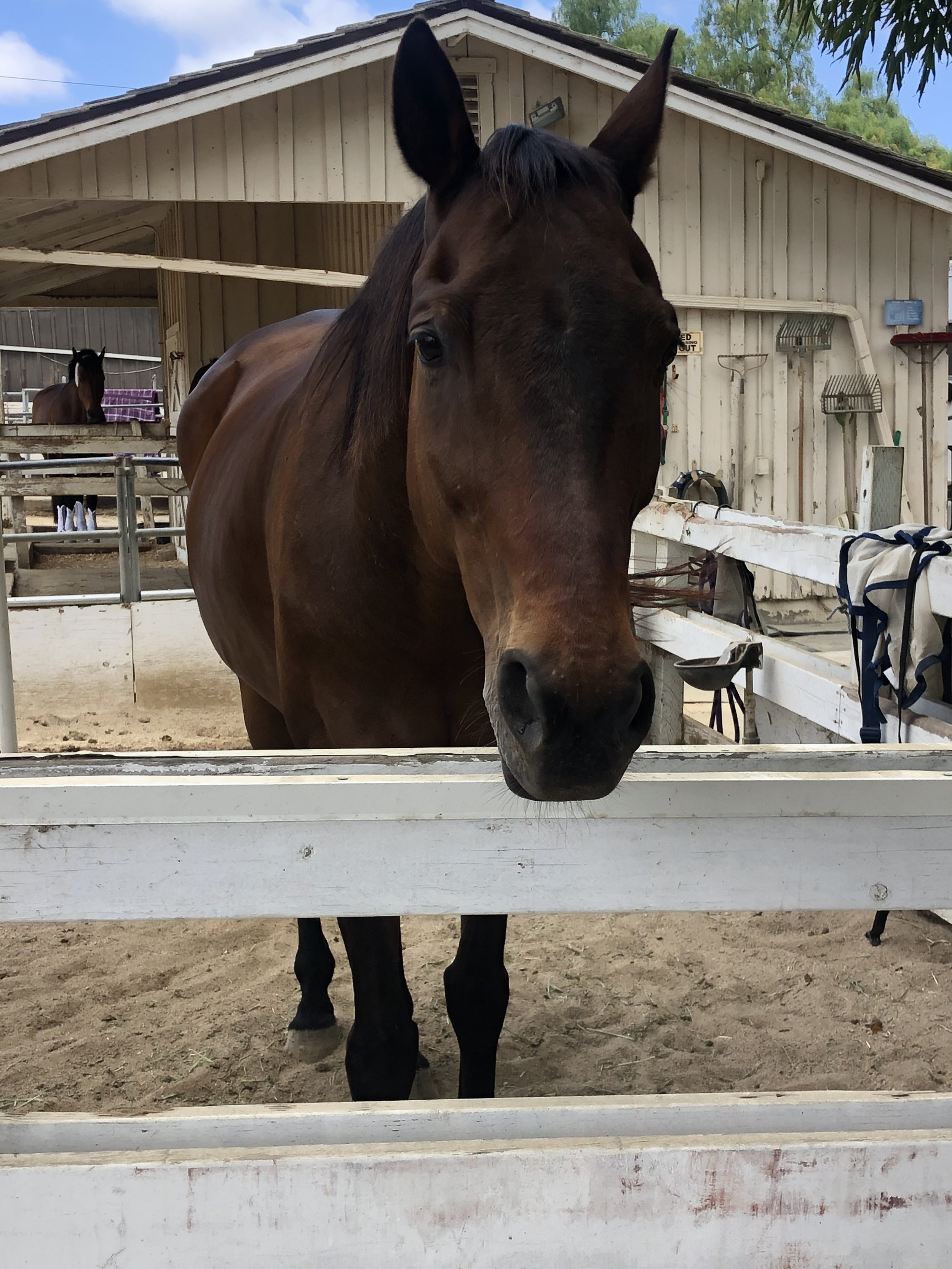 ⚫️ (FOR SALE) Exclusive Off-Market Opportunity — Elegant Single-Story Estate with Country Charm in Rolling Hills Estates
