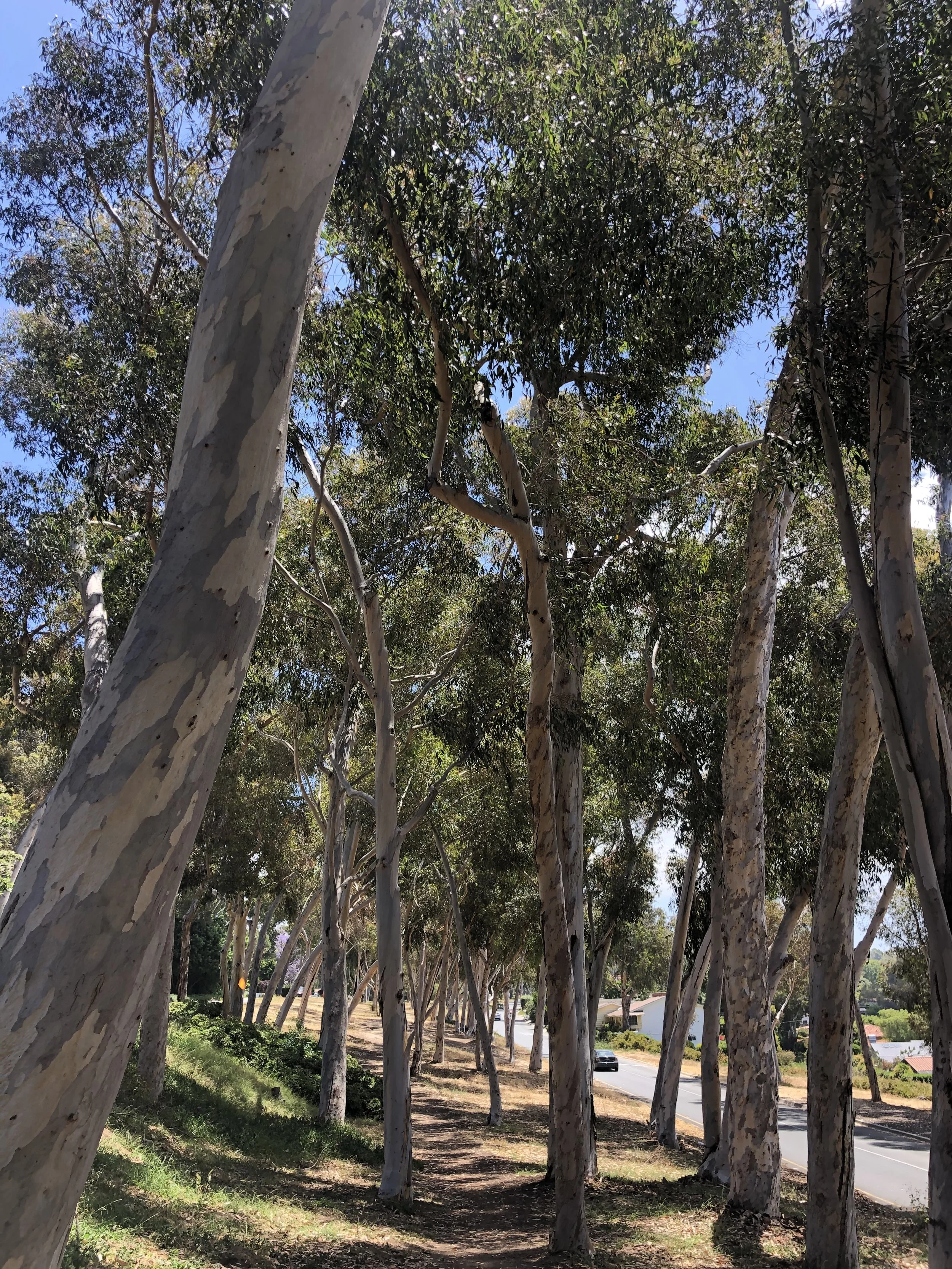 Palos Verdes Drive North Real Estate Guide