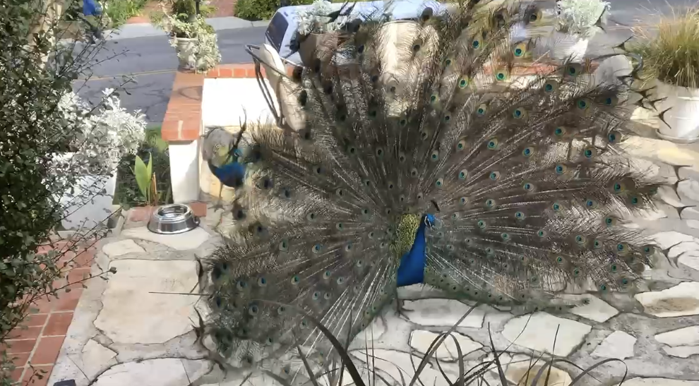 Peacocks of Palos Verdes: Where to See Them &amp; Why They’re a Peninsula Icon