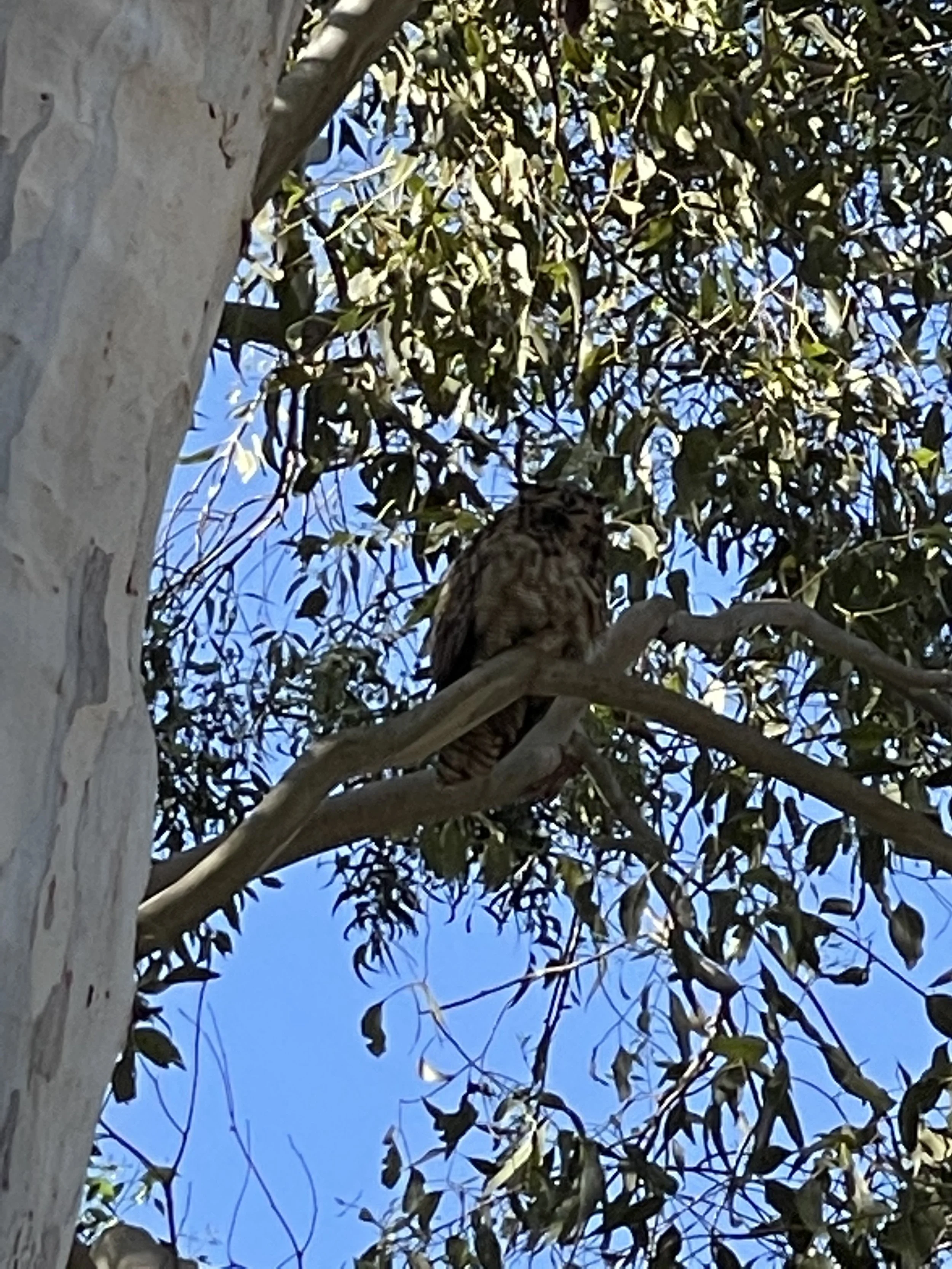 Palos Verdes Owls Guide: Where to See Owls on the Peninsula