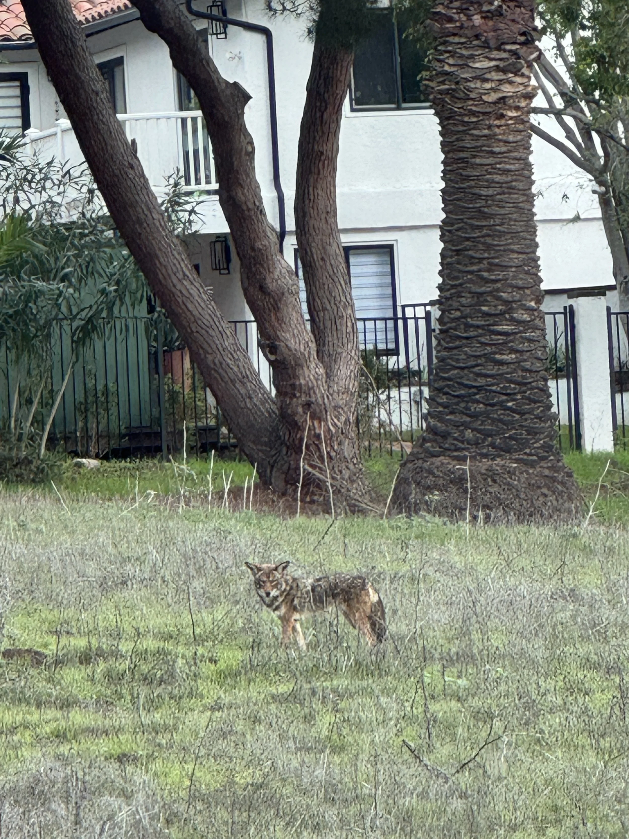 Palos Verdes Coyotes: Safety, Behavior and Local Wildlife Guide