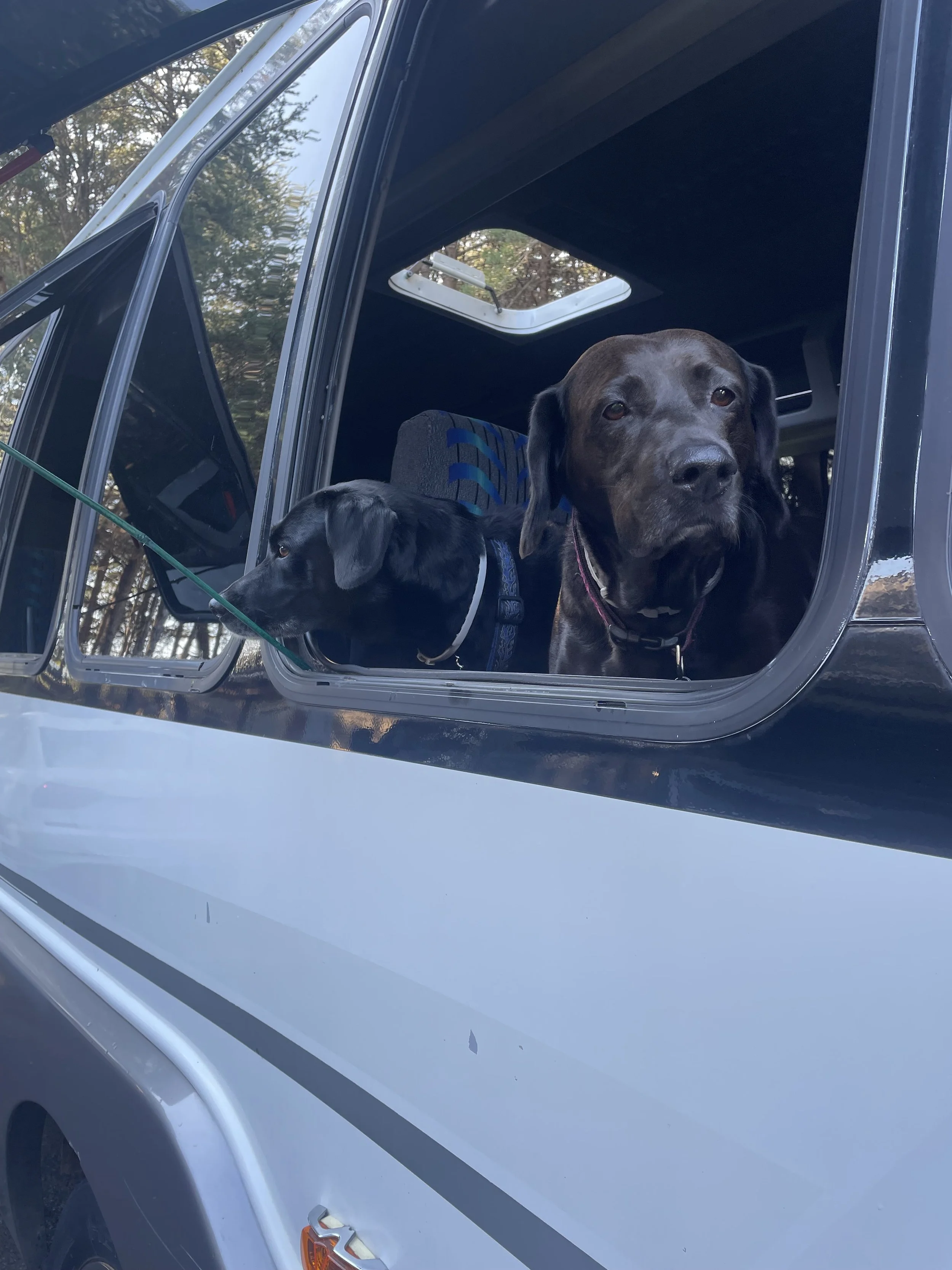 My two helpers on the lookout.