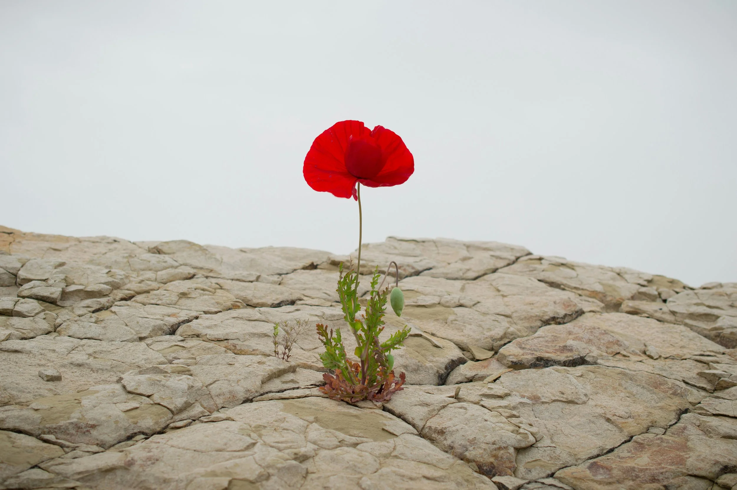 Why resilience matters in a financial plan