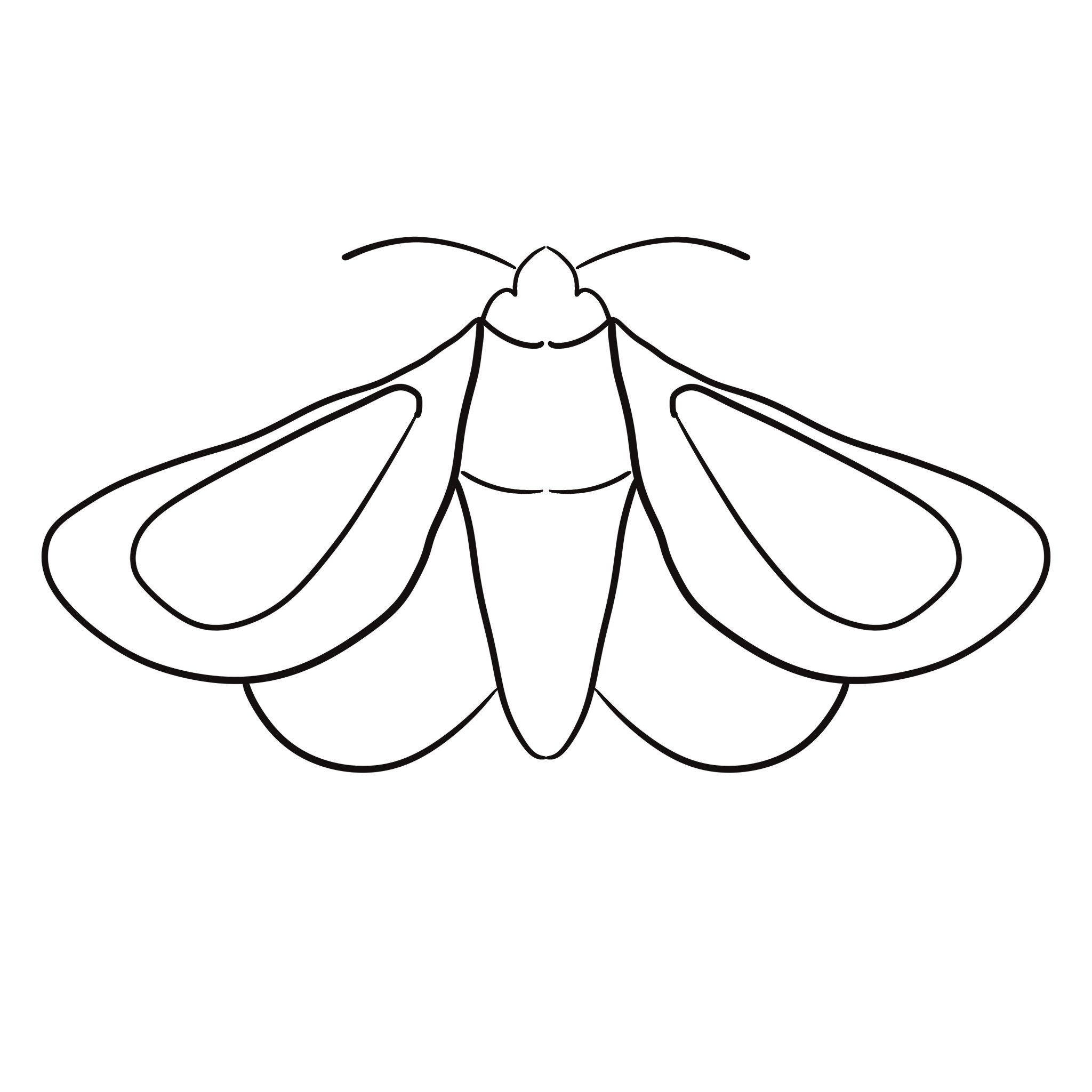 Black and white Moth 3.JPG