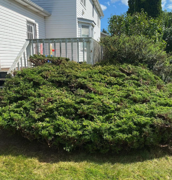 Screenshot 2022-12-11 at 7.35.33 PM.png