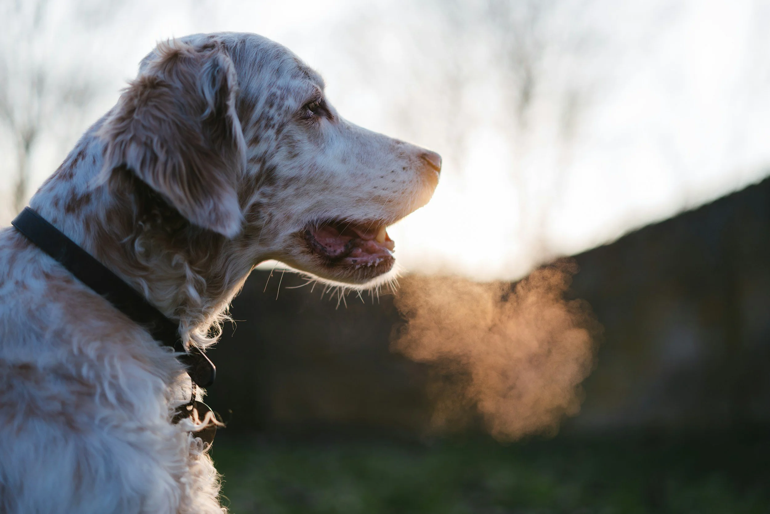 Winter Respiratory Risks: Why Cold Air Triggers Coughing in Some Dogs