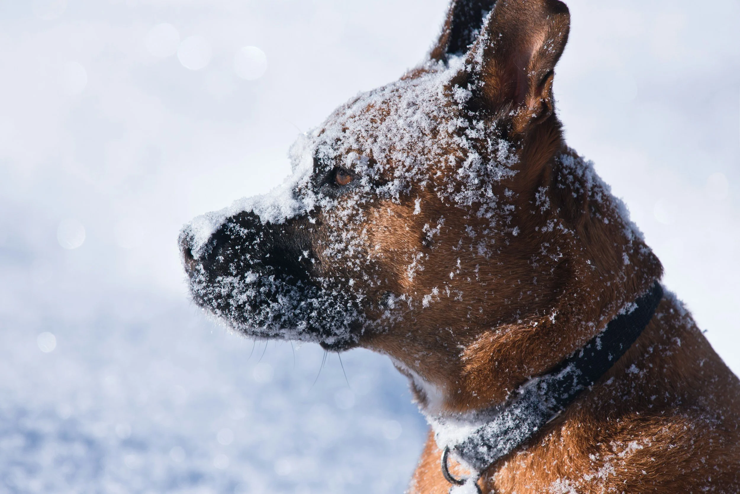 When Winter Bites Back: How Frost Affects Your Dog’s Circulation