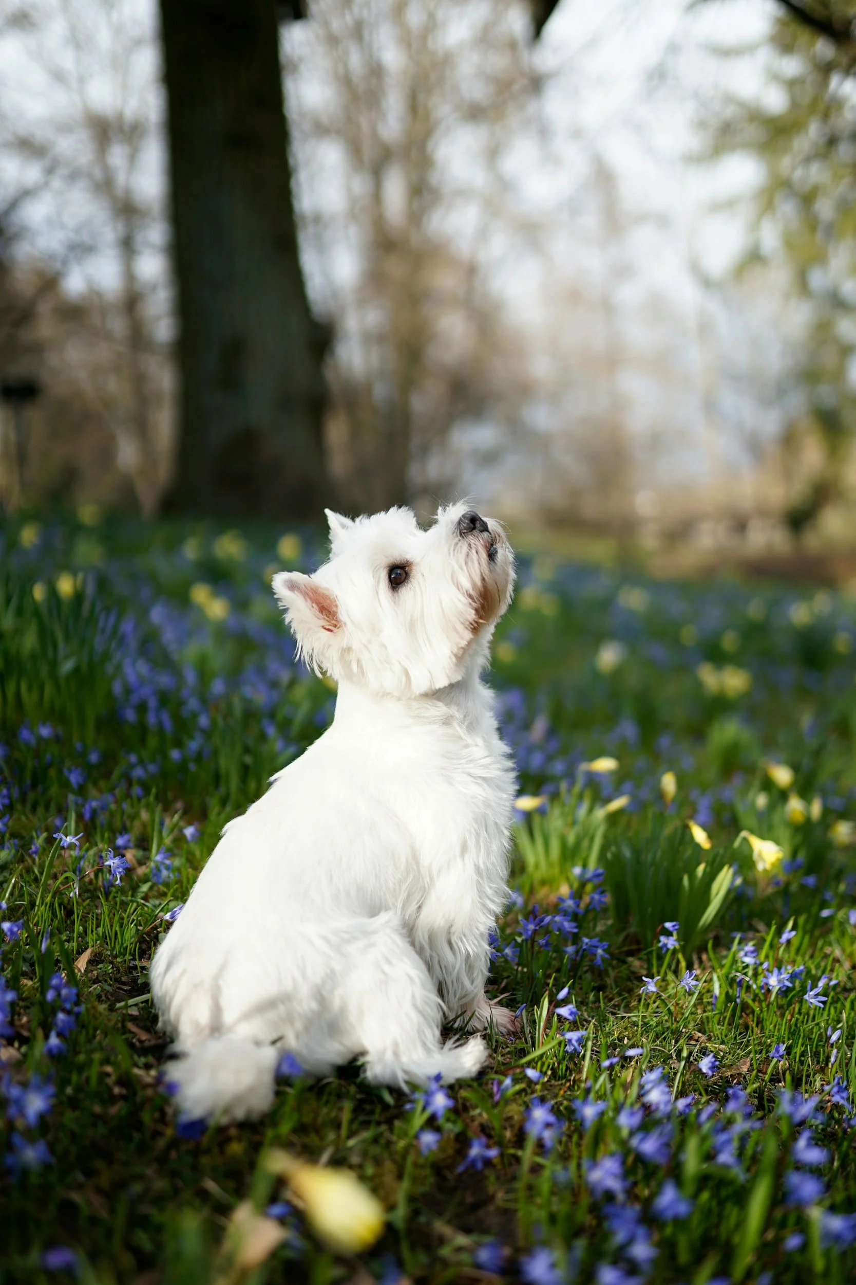 Early Spring Health Check for Dogs: Why Winter Can Leave Hidden Problems