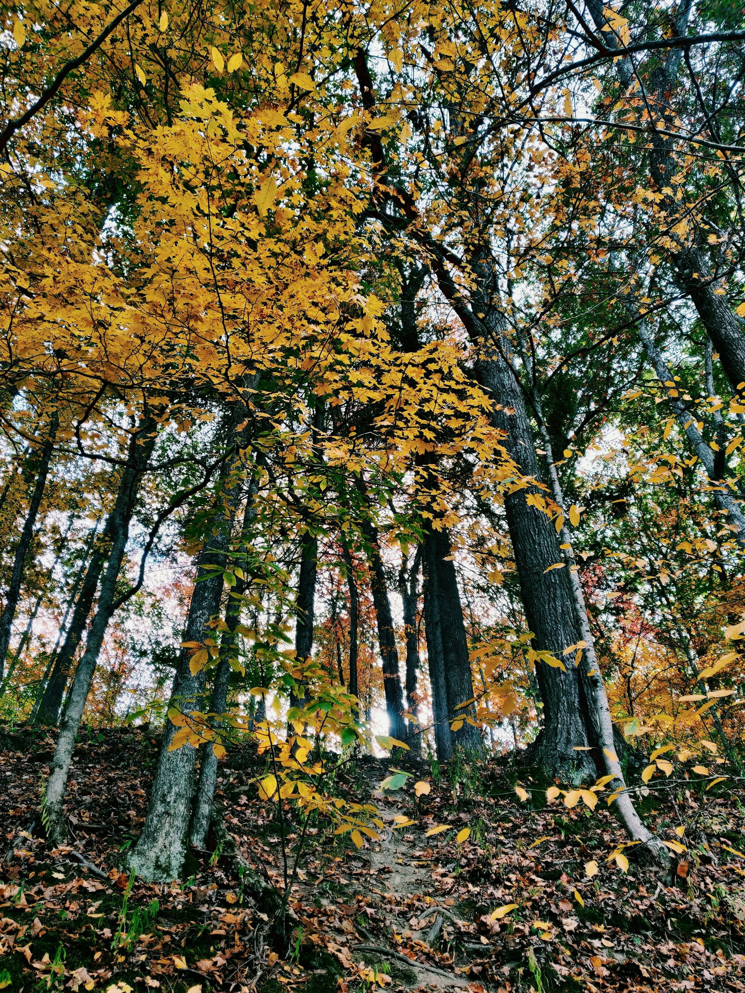 A forest scene with tall trees, yellow and green leaves, a dirt path, and sunlight filtering through the branches.