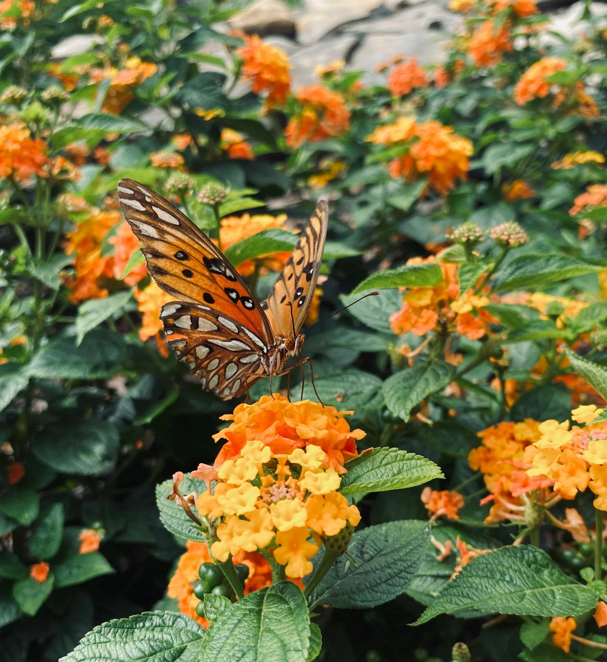 An orange and black butterfly perched on orange lantana flowers surrounded by green leaves.