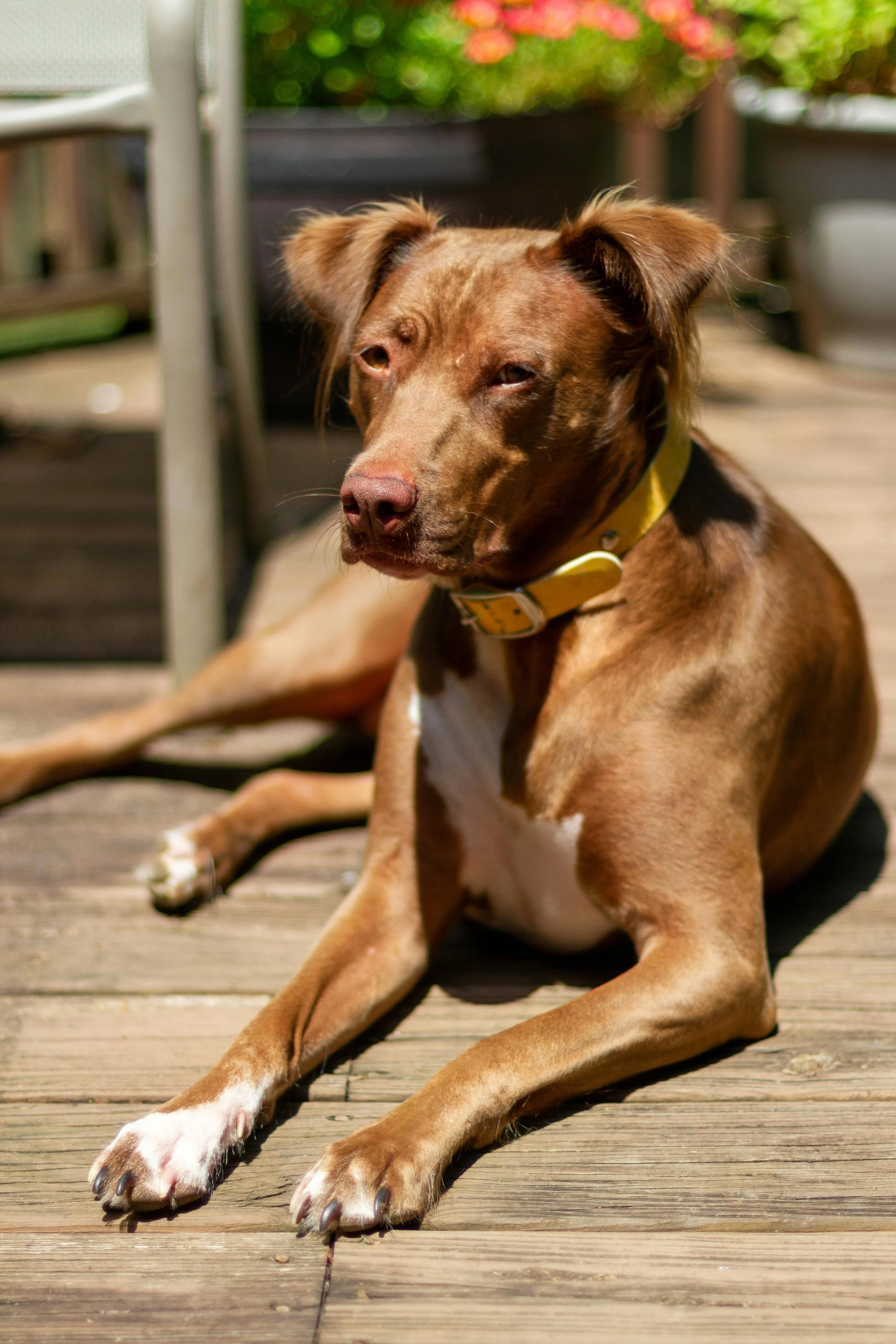 A brown dog with a yellow collar lying on a wooden deck in sunlight.