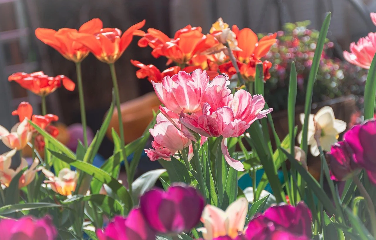 Colorful tulips in a garden with sunlight shining on them