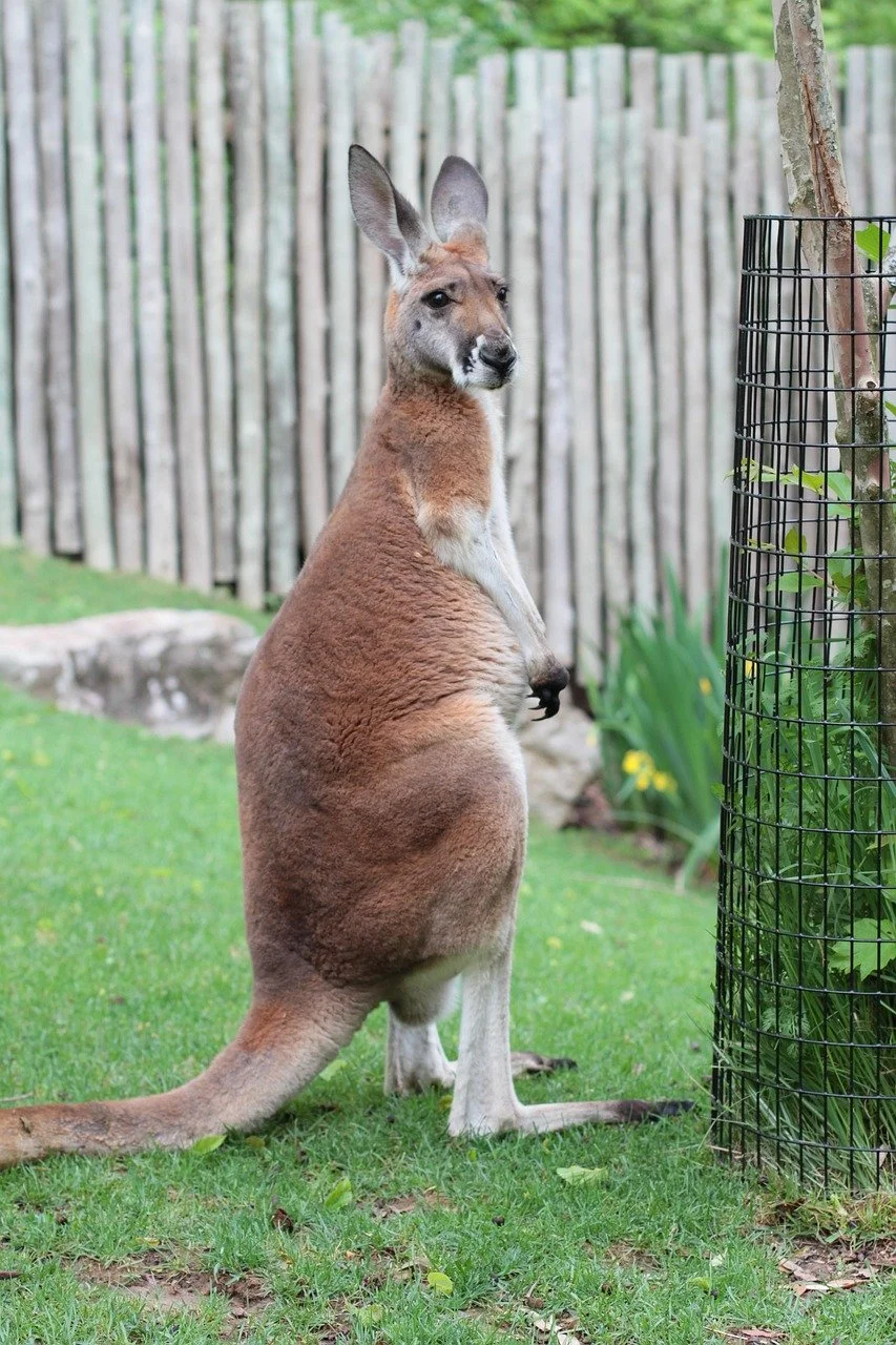 A kangaroo standing upright on grass, with a wooden fence in the background and some greenery to the right.