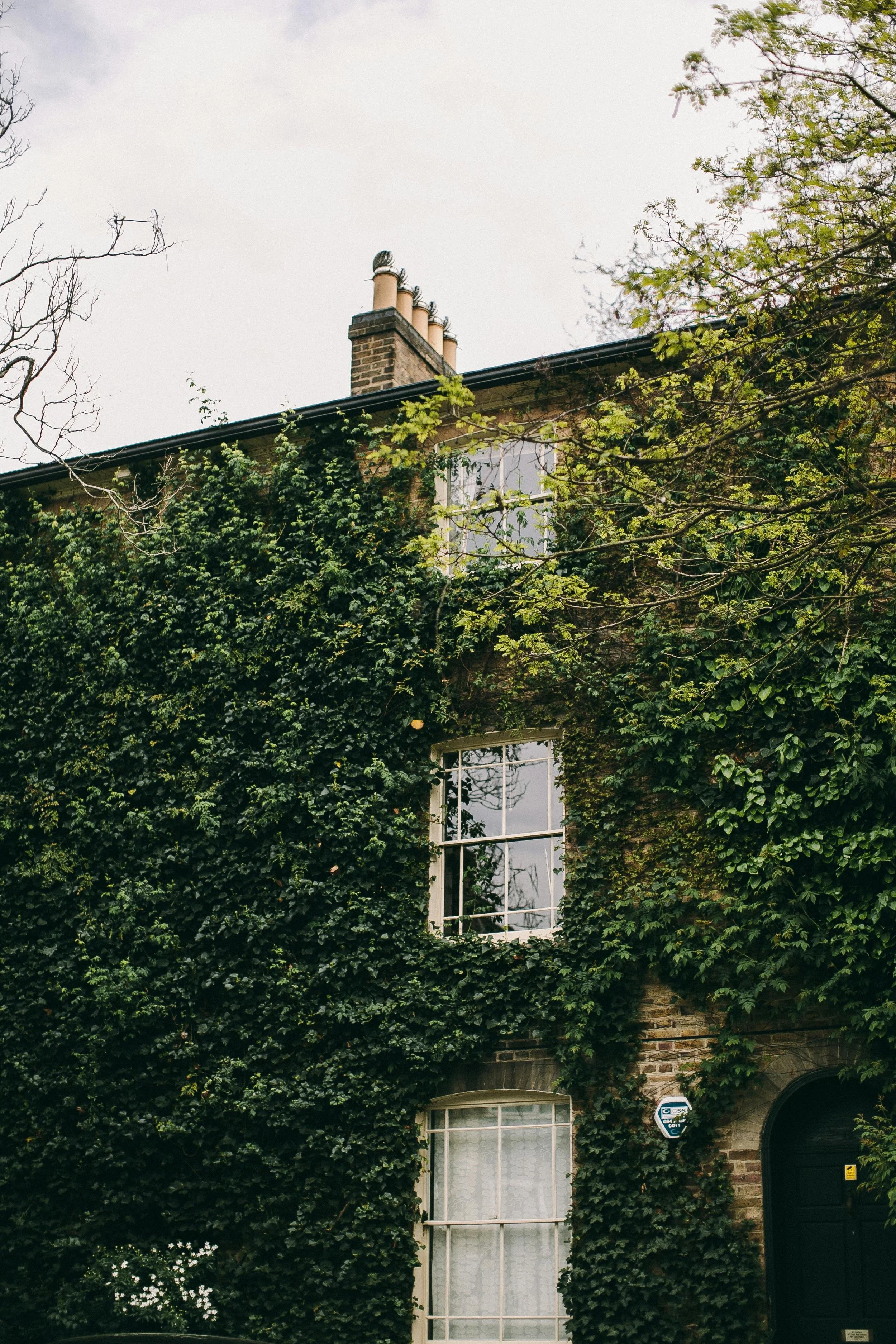 A brick house covered in green ivy with white-framed windows and a black roof, surrounded by trees.