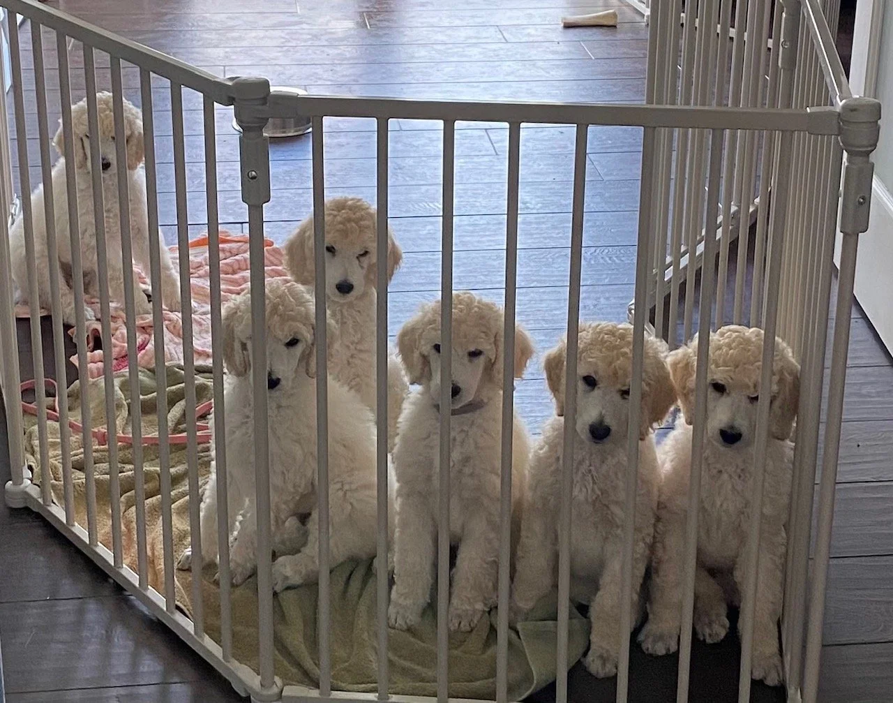 General 2 — Paloma Standard Poodles