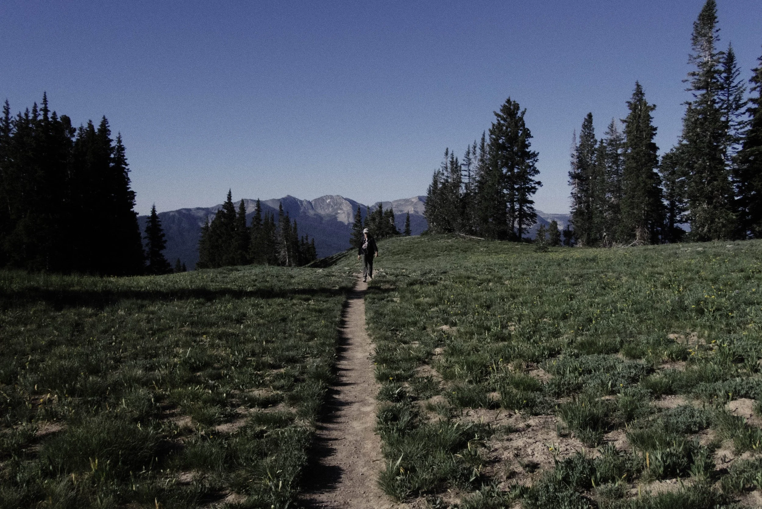 A person hiking on a narrow dirt trail through a grassy meadow surrounded by tall pine trees, with mountains in the background under a clear blue sky.