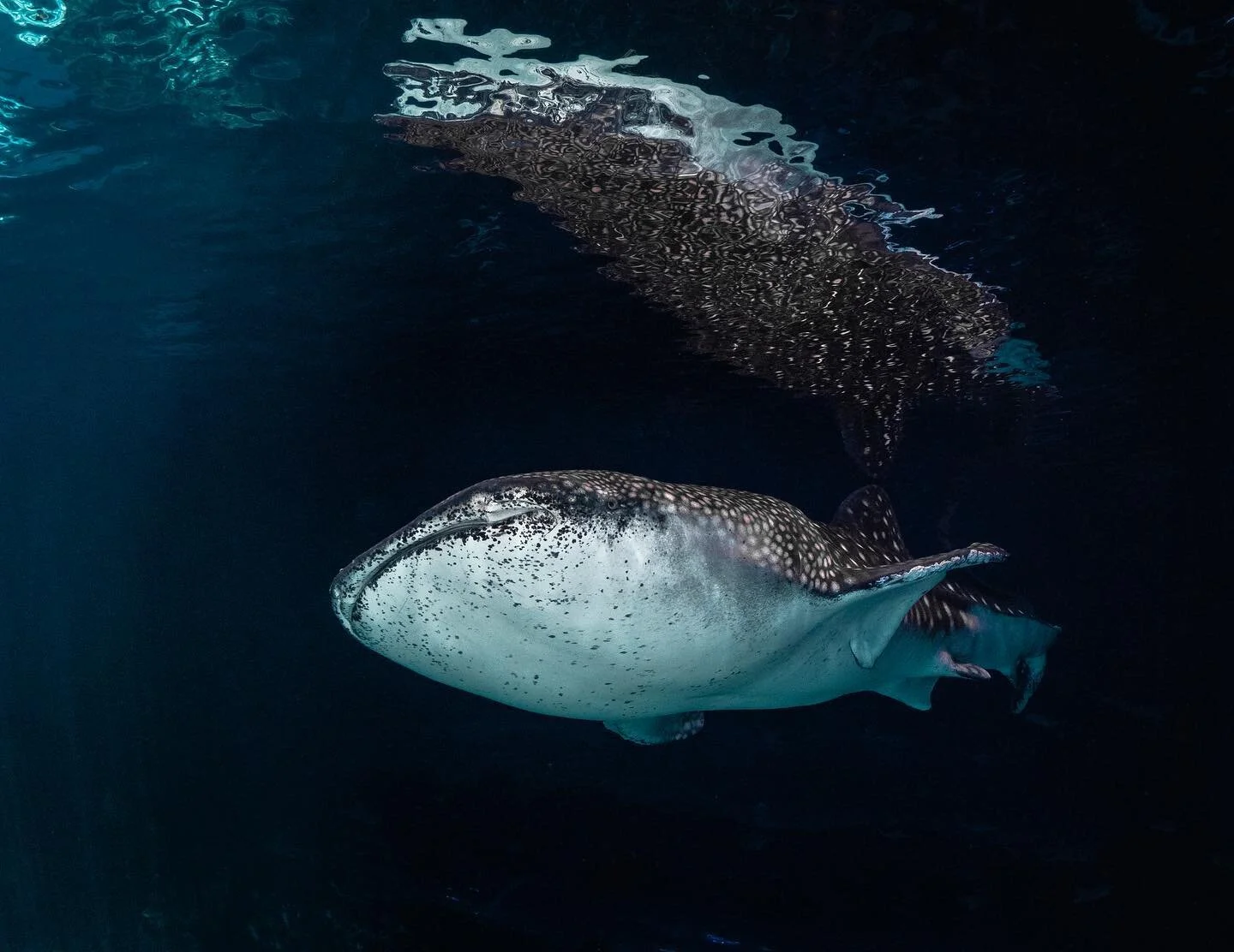 #reflect 🙏🏼
.
.
.
#whaleshark #shark #lumixphotography #underwaterphotography #nauticam