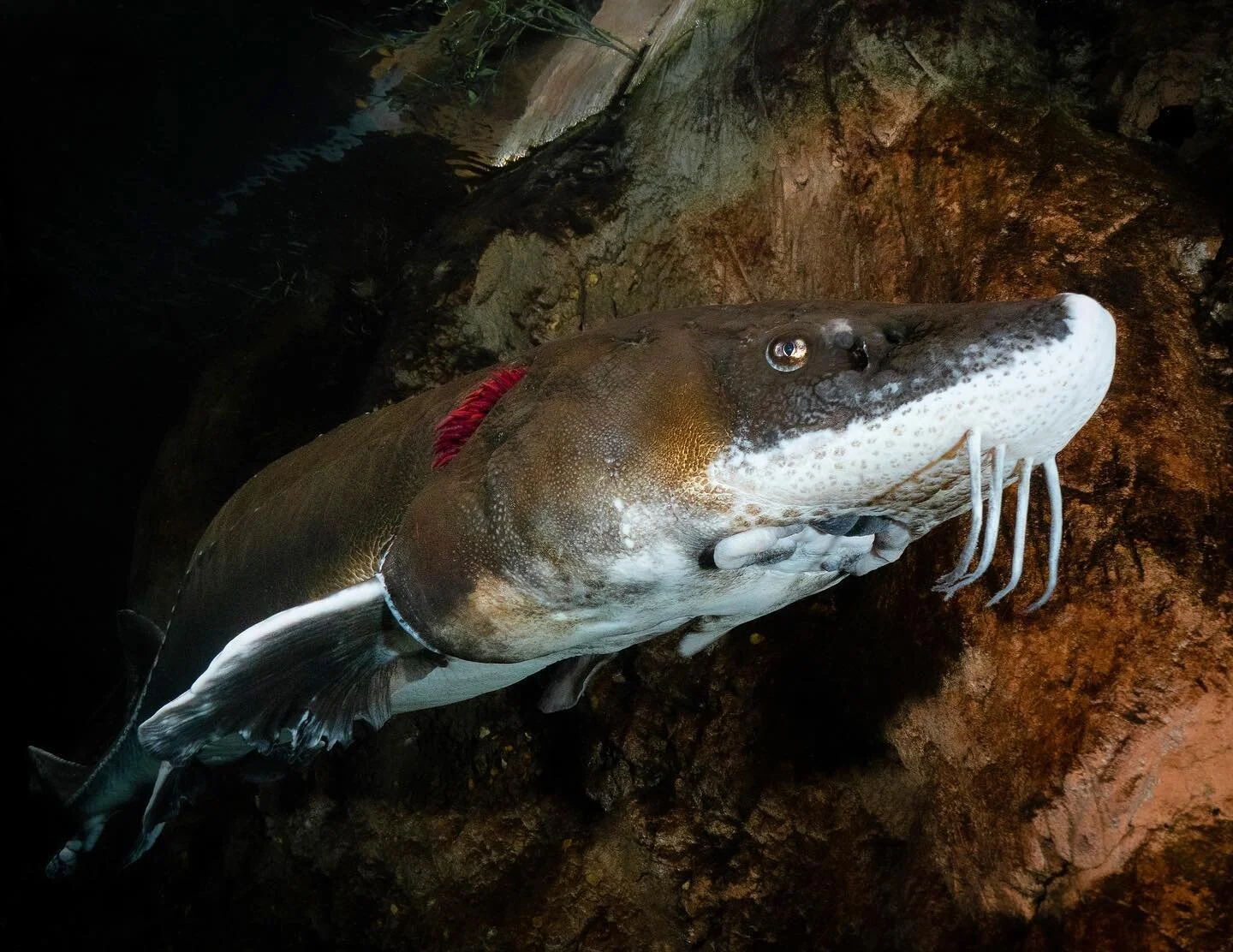 #sturgeon general&rsquo;s warning: don&rsquo;t go up. Everything is better underwater.