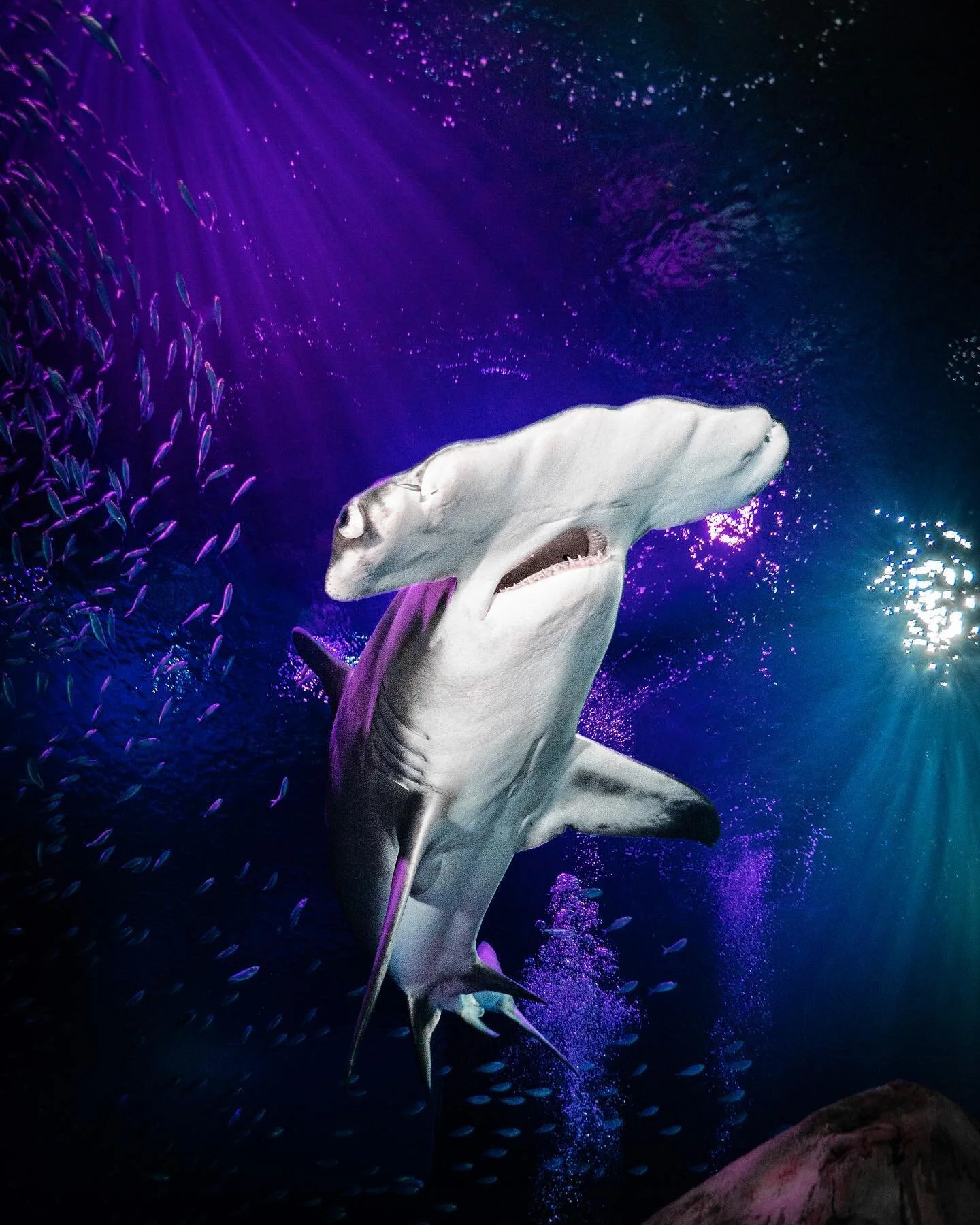 &ldquo;Hammerhead&rsquo;s are sexy&rdquo; 
-Prince (maybe)-
.
.
.
#hammerhead #shark #atlanta #georgiaaquarium #underwaterphotography #lumix