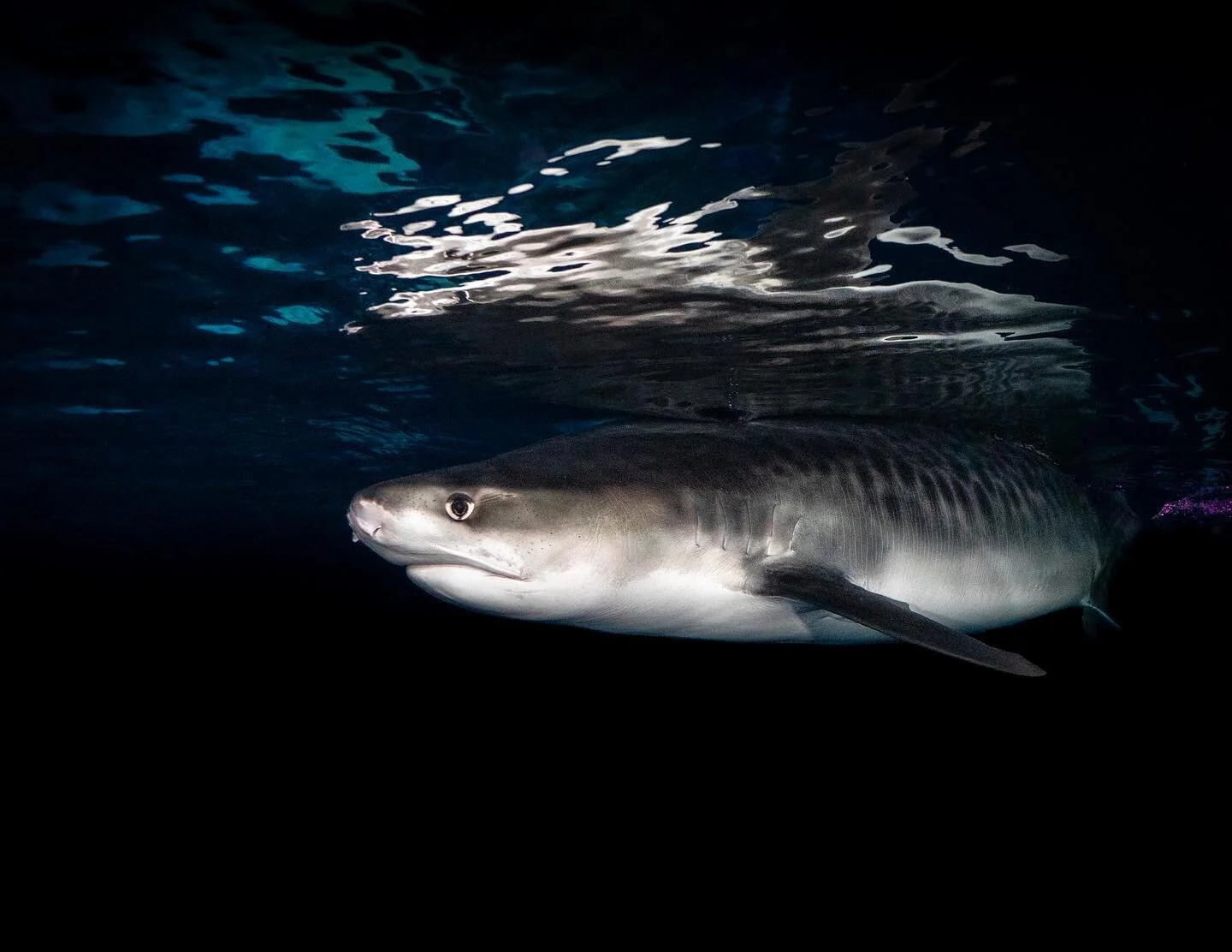 Tibur&oacute;n tigre 🤙🏼 such a beautiful animal.
.
.
.
#tigershark #shark #underwaterphotography #panasoniclumix #lovemyjob #atlanta