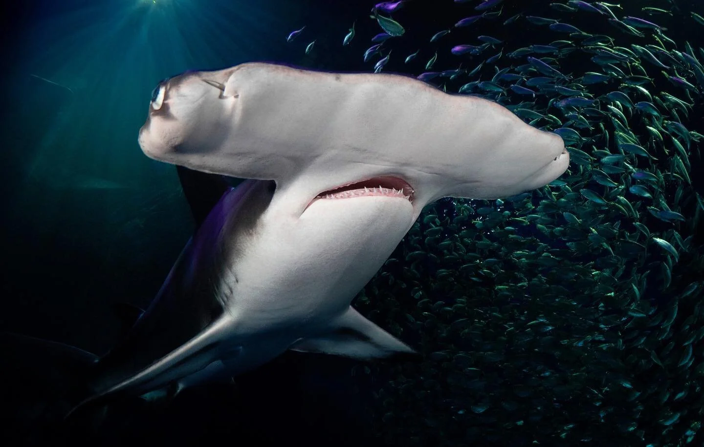 Every week is #sharkweek in this house! 🤙🏼
.
.
.
#panasonic #wideangle #hammerhead #shark #underwaterphotography