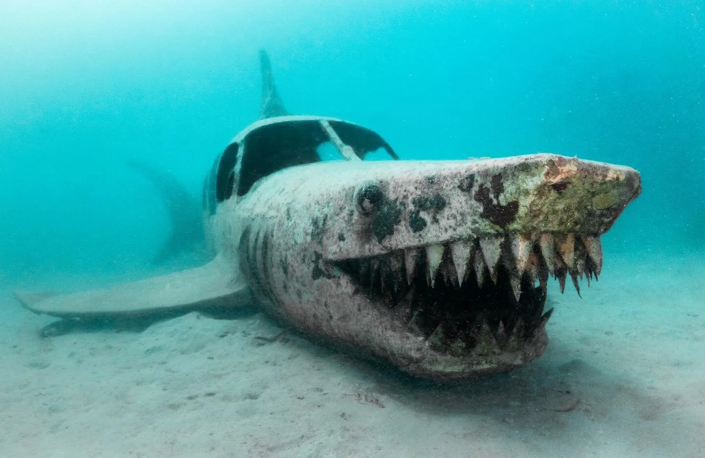 Discovered a new species just in time for #sharkweek 🤙🏼
.
.
.
#underwaterphotographyguide #undwaterphotography #panasonic #panasoniclumix #airjaws