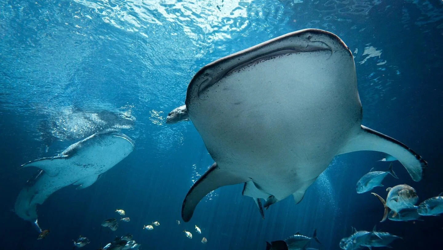 Happy #worldoceansday !