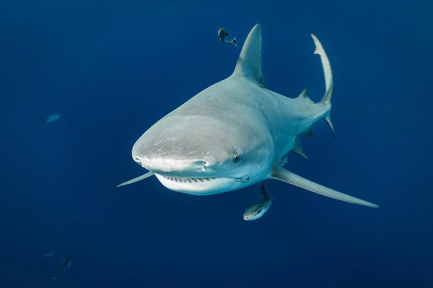 Toro toro!
.
.
.
#bullshark #shark #underwaterphotography #panasonic #nauticam