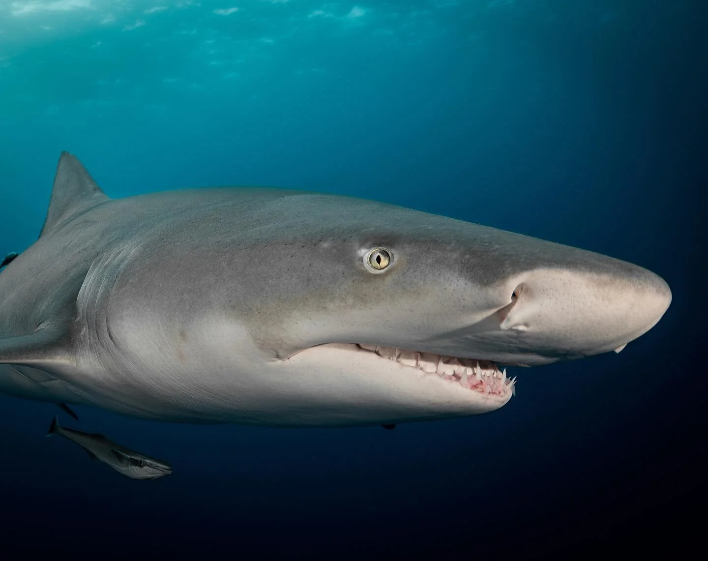 My Brain: Don&rsquo;t say it&hellip;

My Caption: When life gives you lemons 🍋 😬

#lemonshark #lemonade #shark #underwaterphotographyguide #cutie