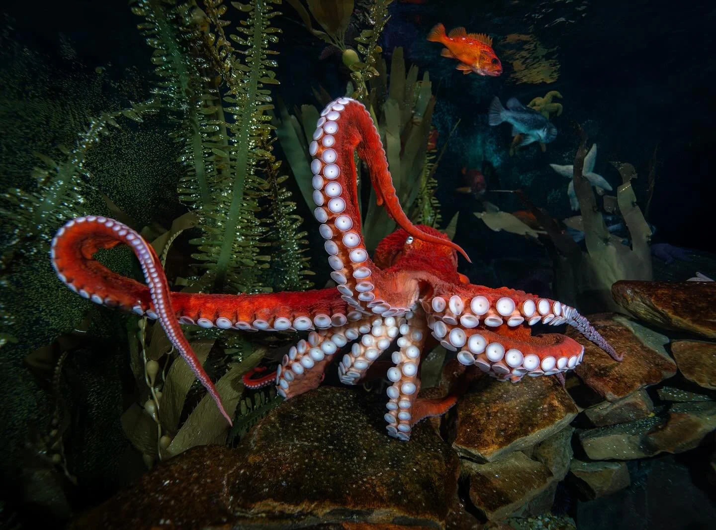 Swipe for an eight legged smooch ❤️🤙🏼😙
.
.
.
#GPO #Octo #Atl #georgiaaquarium #sonyalpha #nauticam