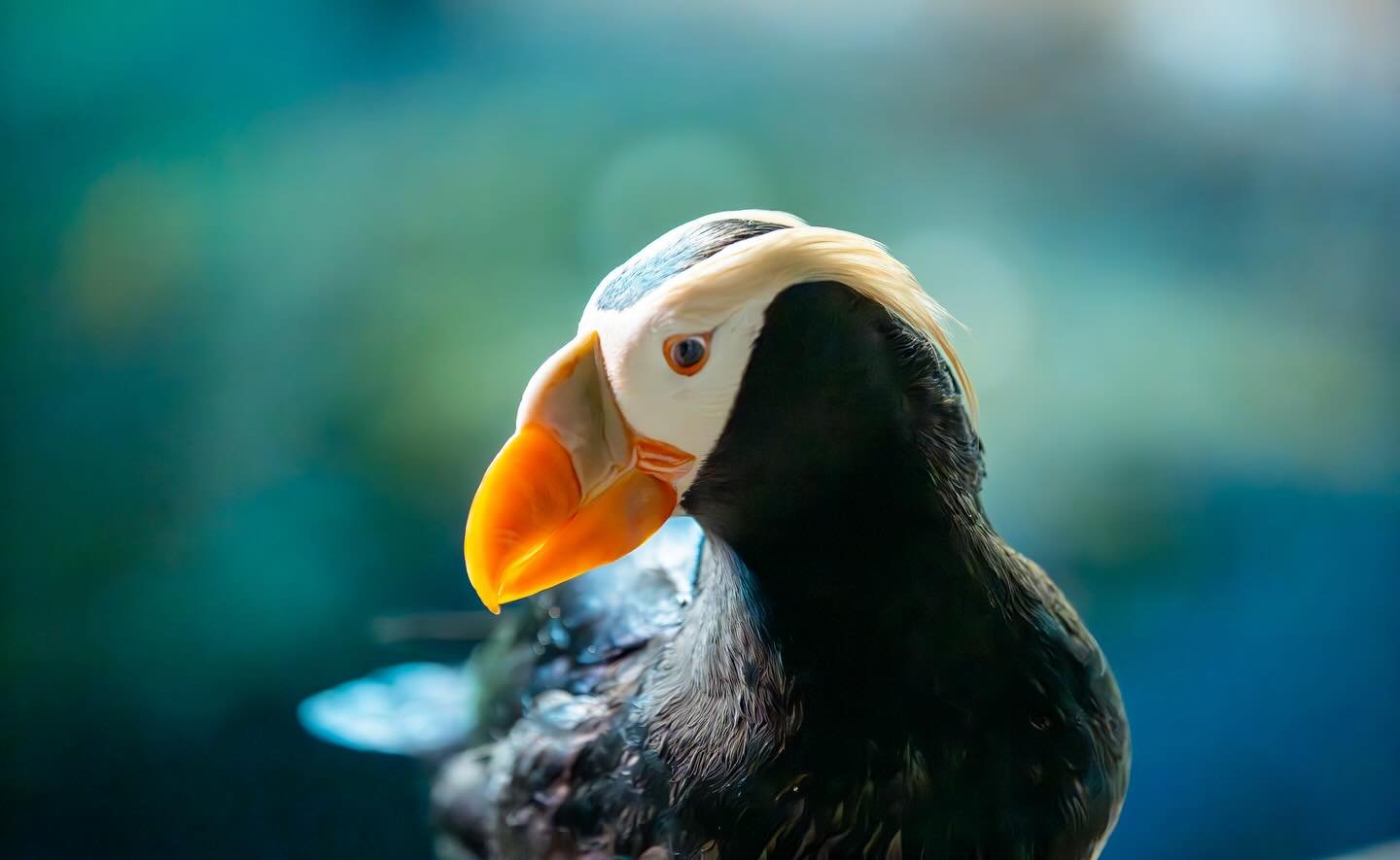 Just out here wingin&rsquo; it
.
.
.
#atlanta #puffin #georgiaaquarium #sonyalpha #birdsofinstagram